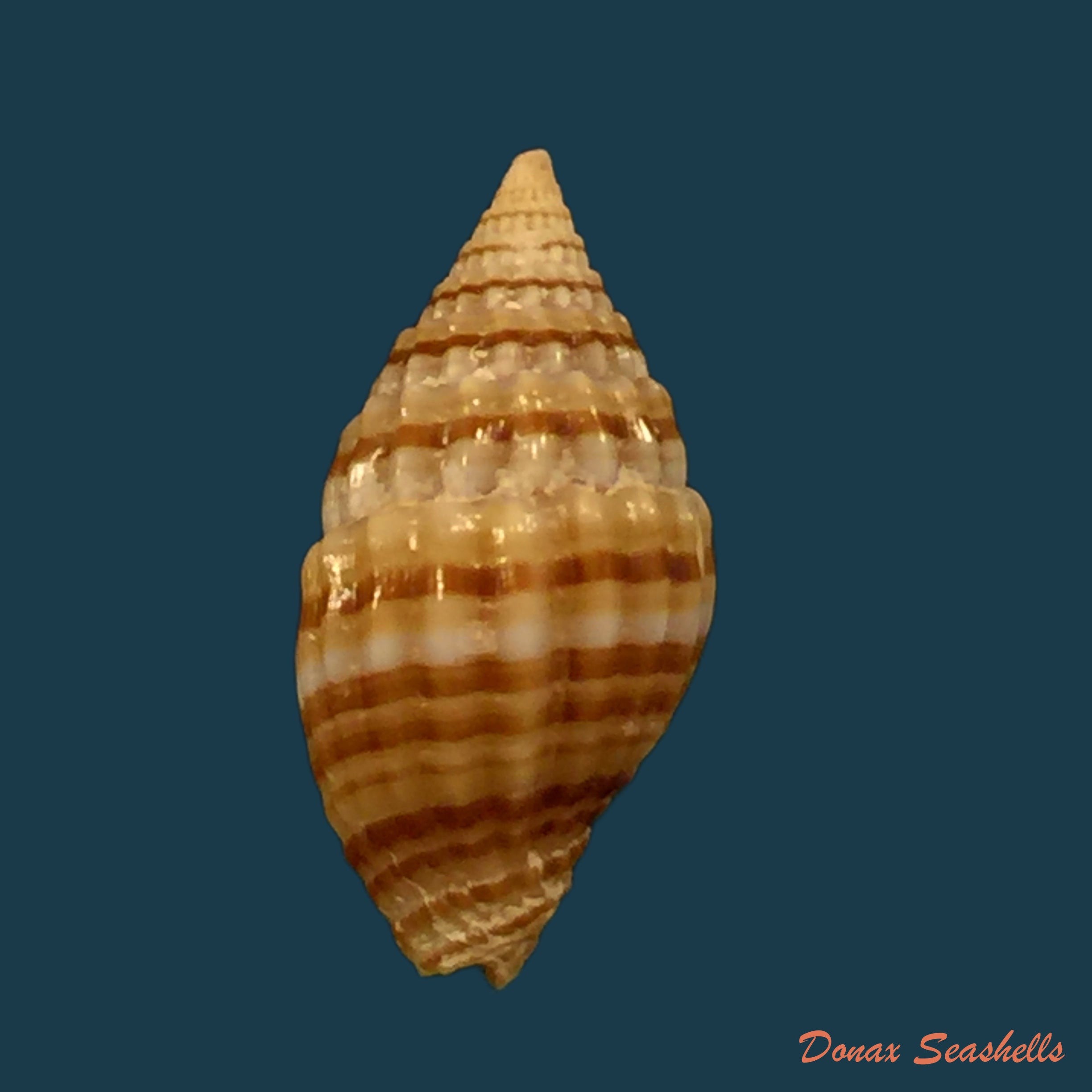 copia-de-vexillum-echinatum-a-adams-1853-19-3mm-1