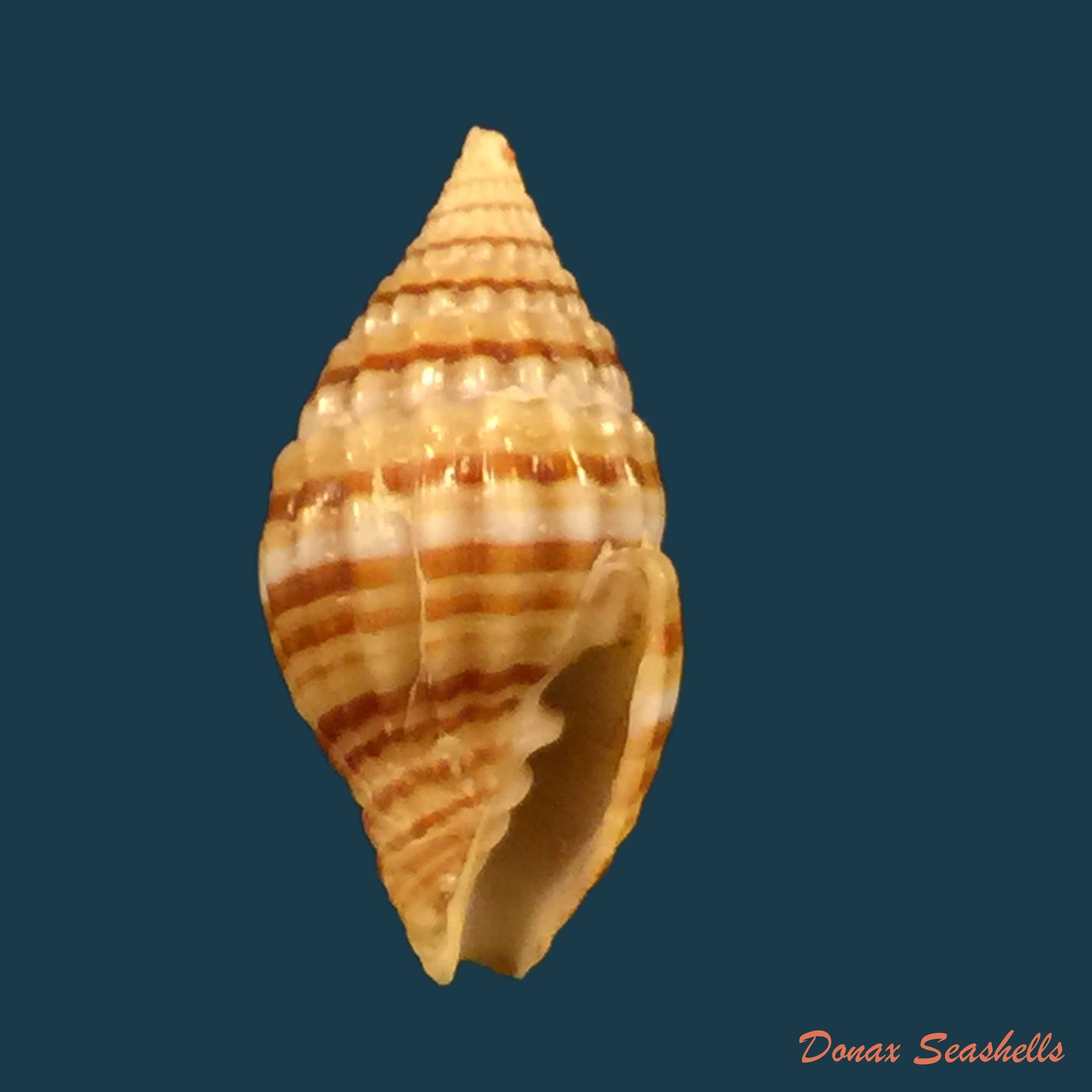copia-de-vexillum-echinatum-a-adams-1853-19-3mm-1