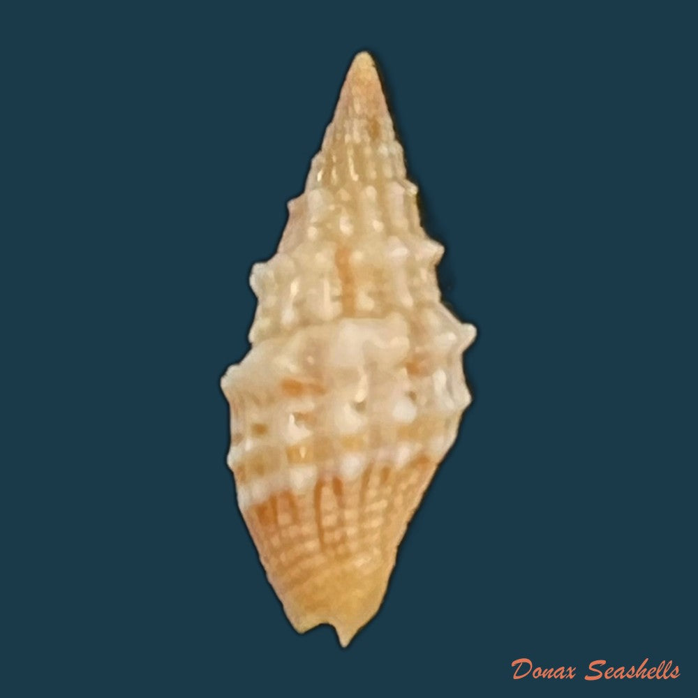 copia-de-vexillum-echinatum-a-adams-1853-19-3mm-2