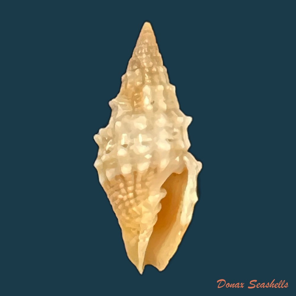 copia-de-vexillum-echinatum-a-adams-1853-19-3mm-2