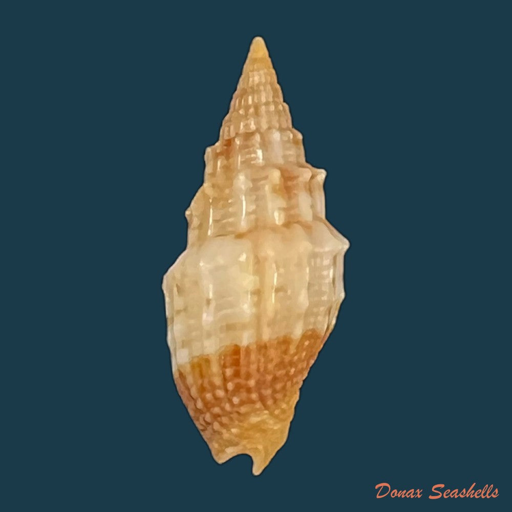 copia-de-vexillum-echinatum-a-adams-1853-19-3mm-3