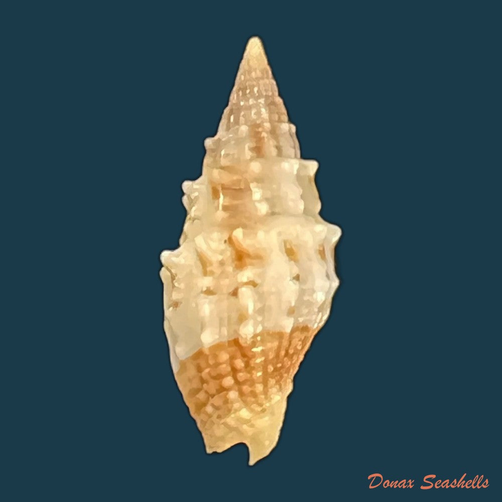 copia-de-vexillum-echinatum-a-adams-1853-19-3mm-4