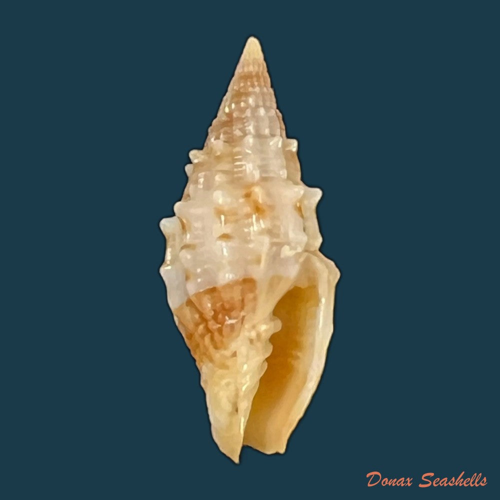 copia-de-vexillum-echinatum-a-adams-1853-19-3mm-4