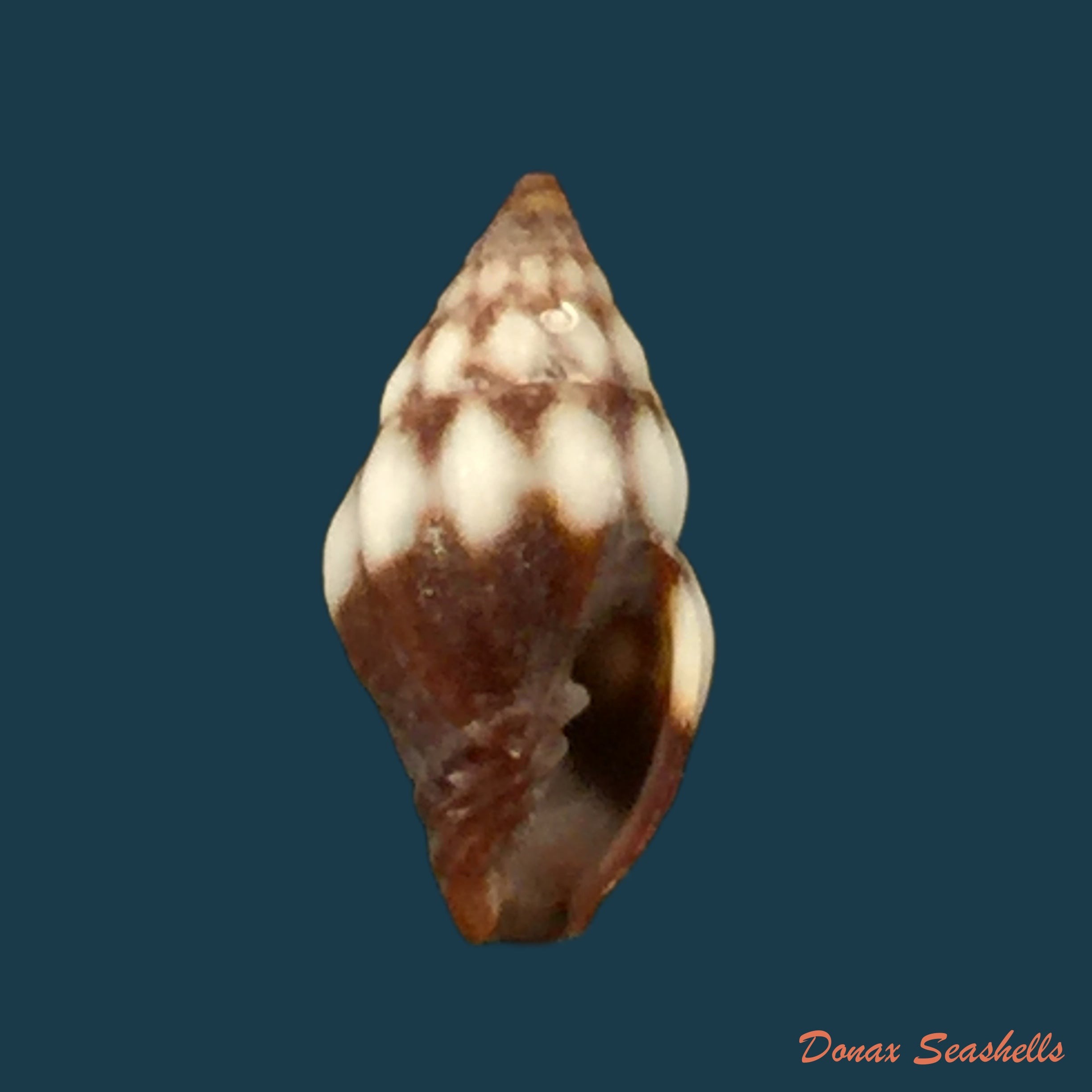 copia-de-vexillum-exasperatum-gmelin-1791-23-2mm