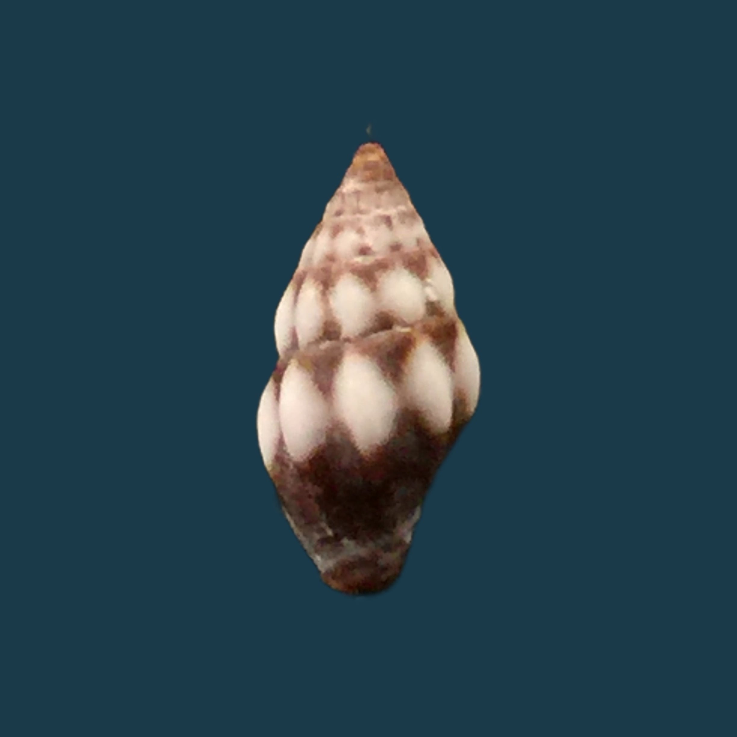 Vexillum epiphaneum (Rehder, 1943) - 8,5mm