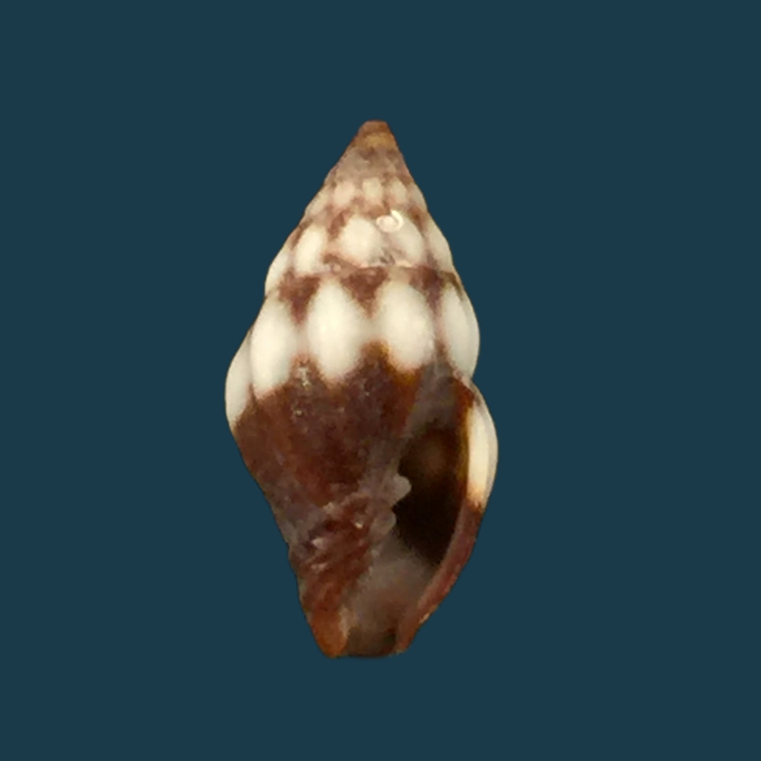 Vexillum epiphaneum (Rehder, 1943) - 8,5mm
