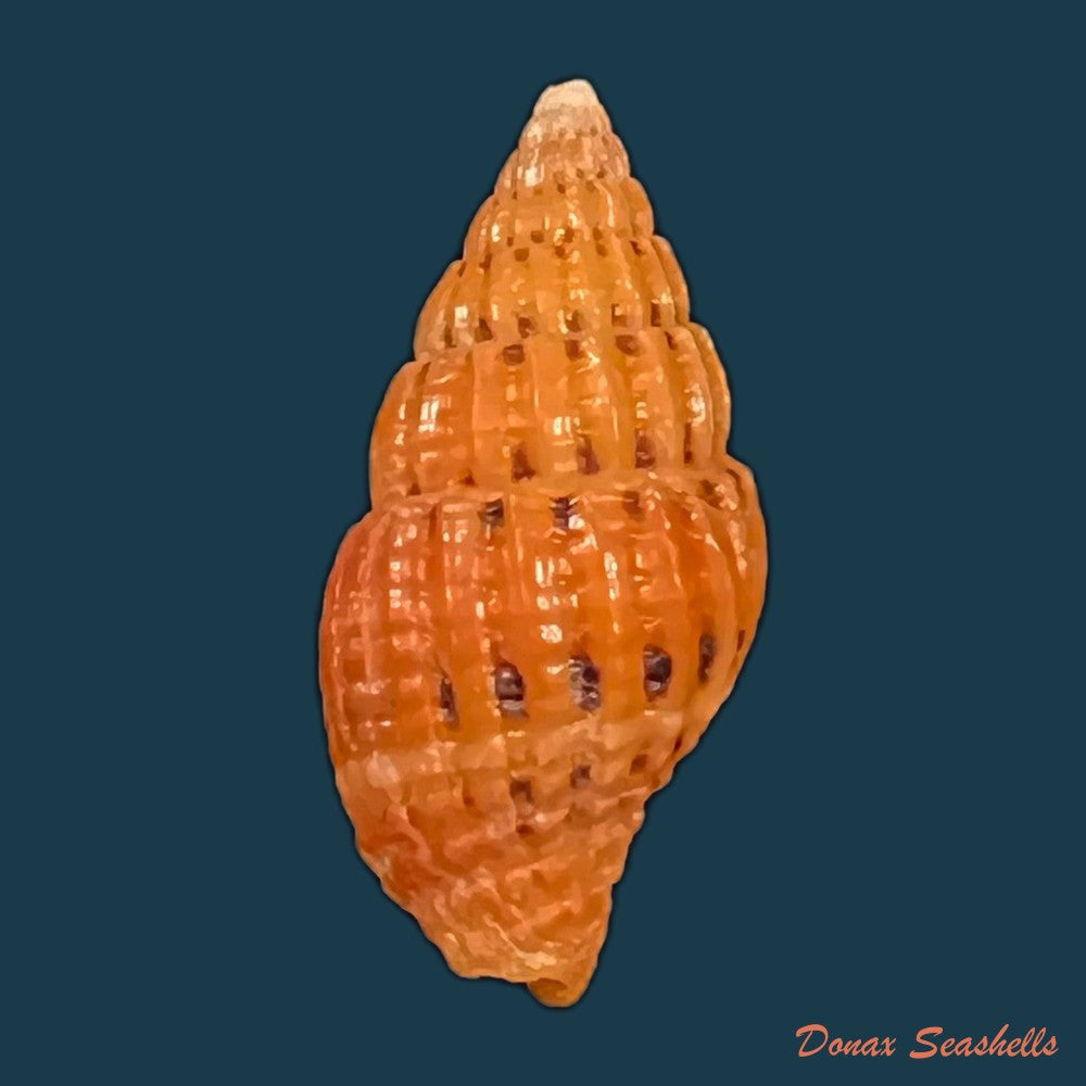 copia-de-vexillum-formosense-g-b-sowerby-iii-1889-44-5mm