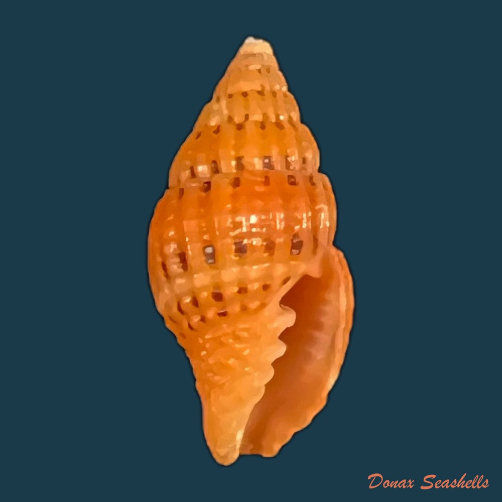 copia-de-vexillum-formosense-g-b-sowerby-iii-1889-44-5mm