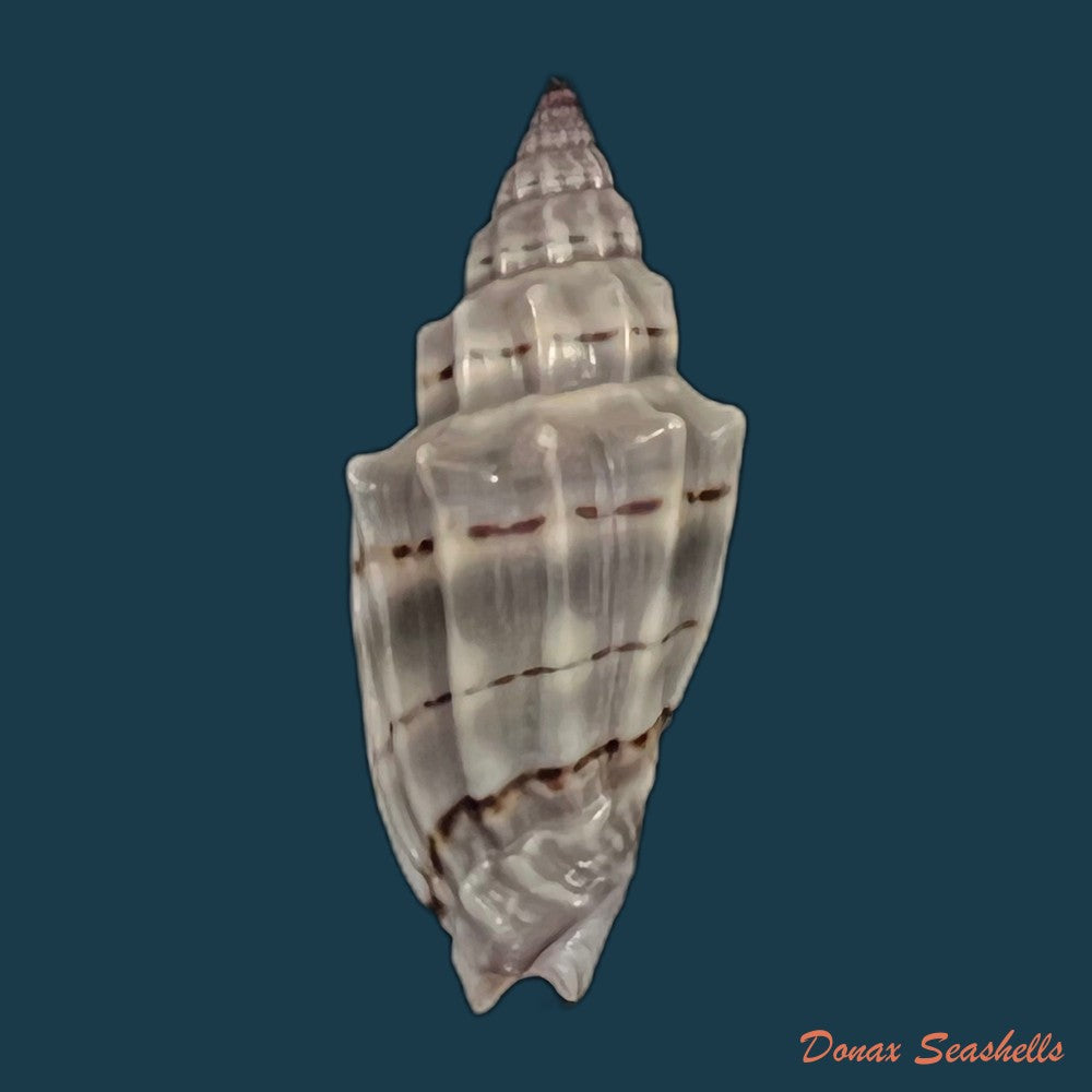 copia-de-vexillum-gruneri-reeve-1844-23-4mm