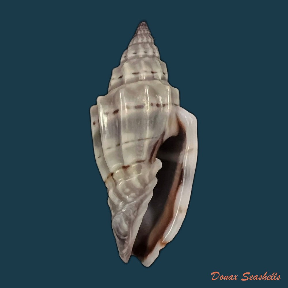 copia-de-vexillum-gruneri-reeve-1844-23-4mm