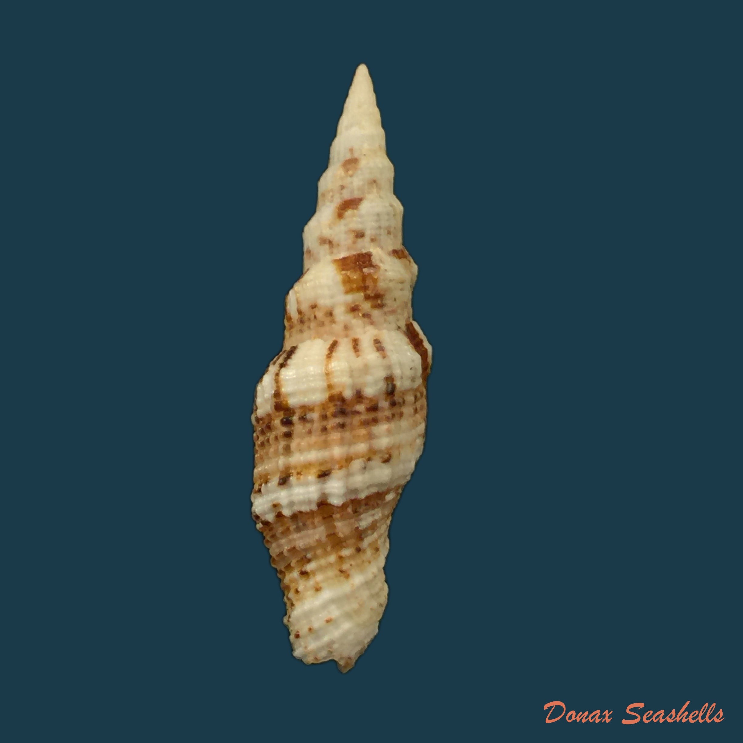 copia-de-vexillum-mirabile-a-adams-1853-48-4mm