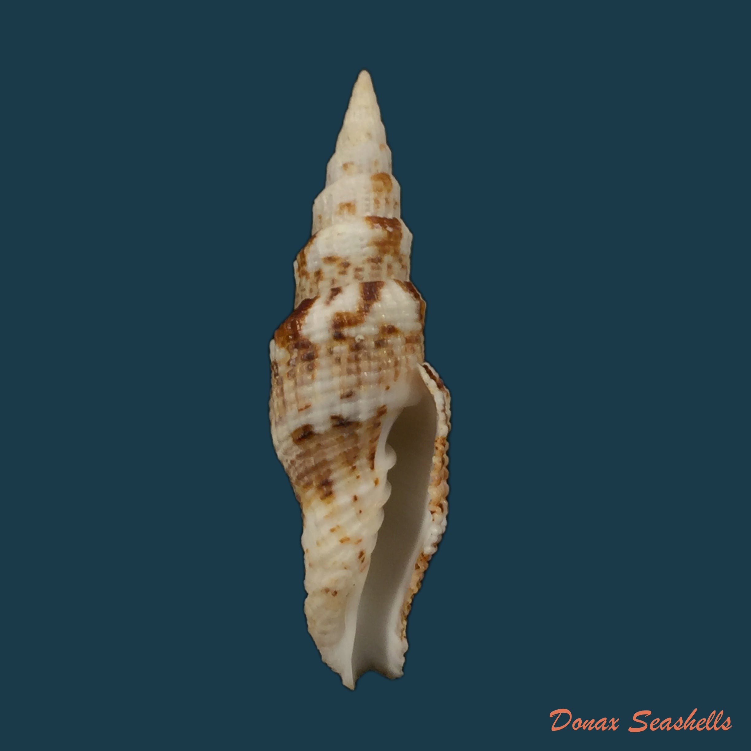 copia-de-vexillum-mirabile-a-adams-1853-48-4mm