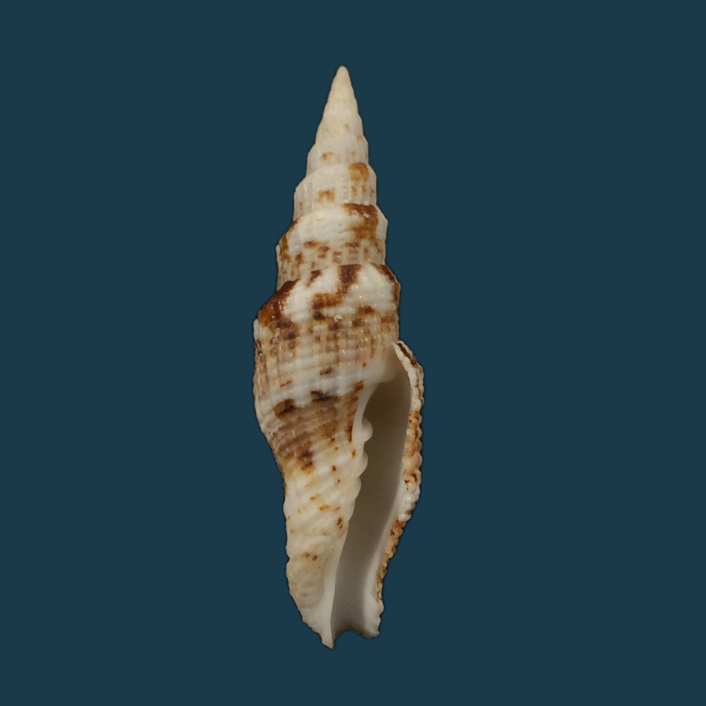 Vexillum mirabile (A. Adams, 1853) - 48,5mm