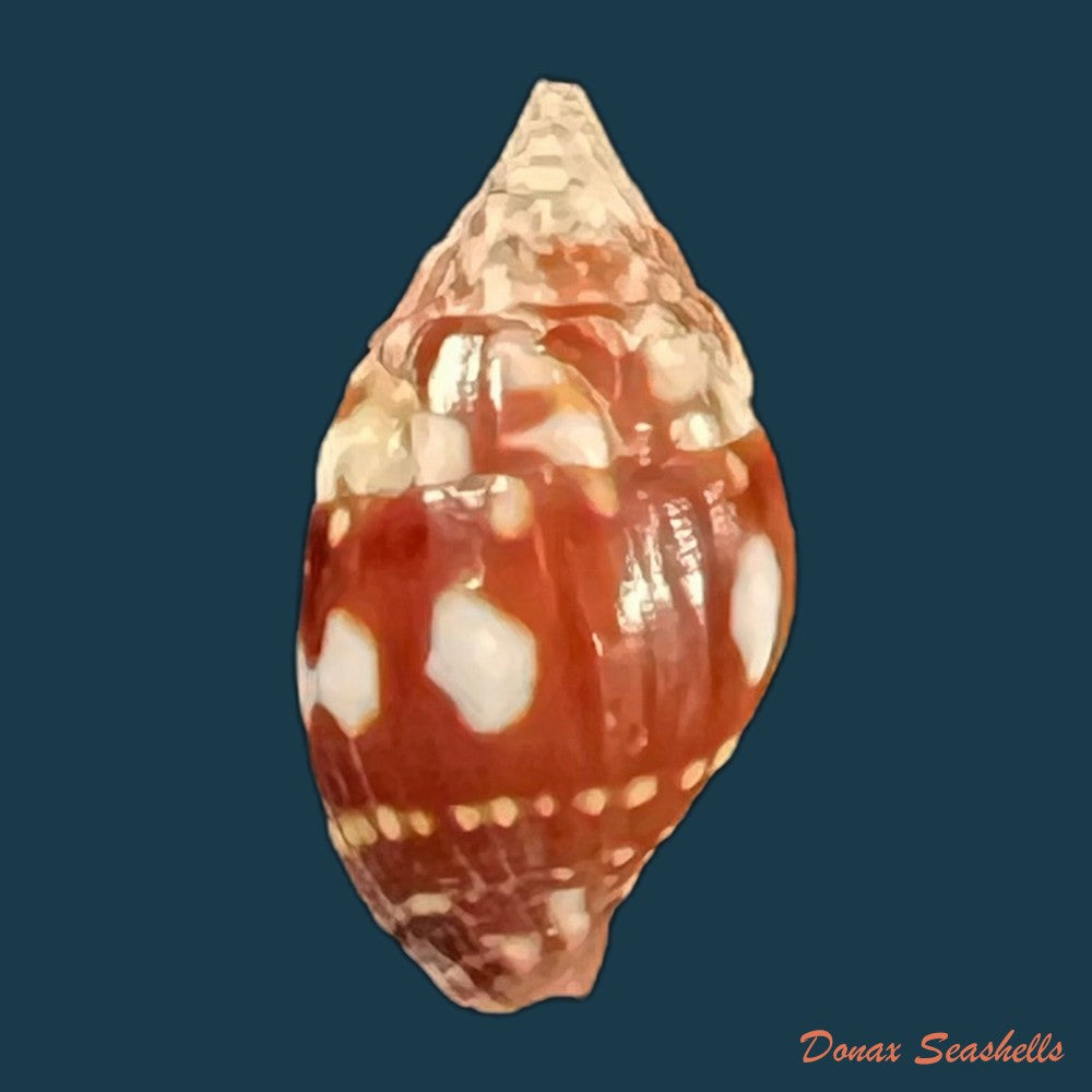 copia-de-vexillum-pardale-kuster-1840-15-1mm