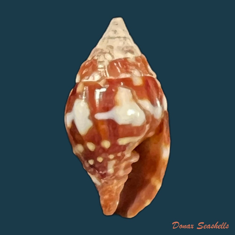 copia-de-vexillum-pardale-kuster-1840-15-1mm