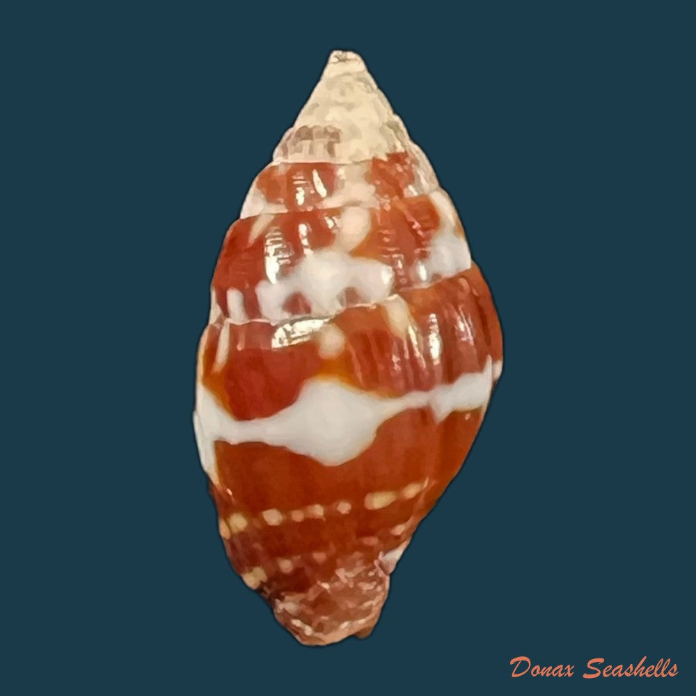 copia-de-vexillum-pardale-kuster-1840-15mm