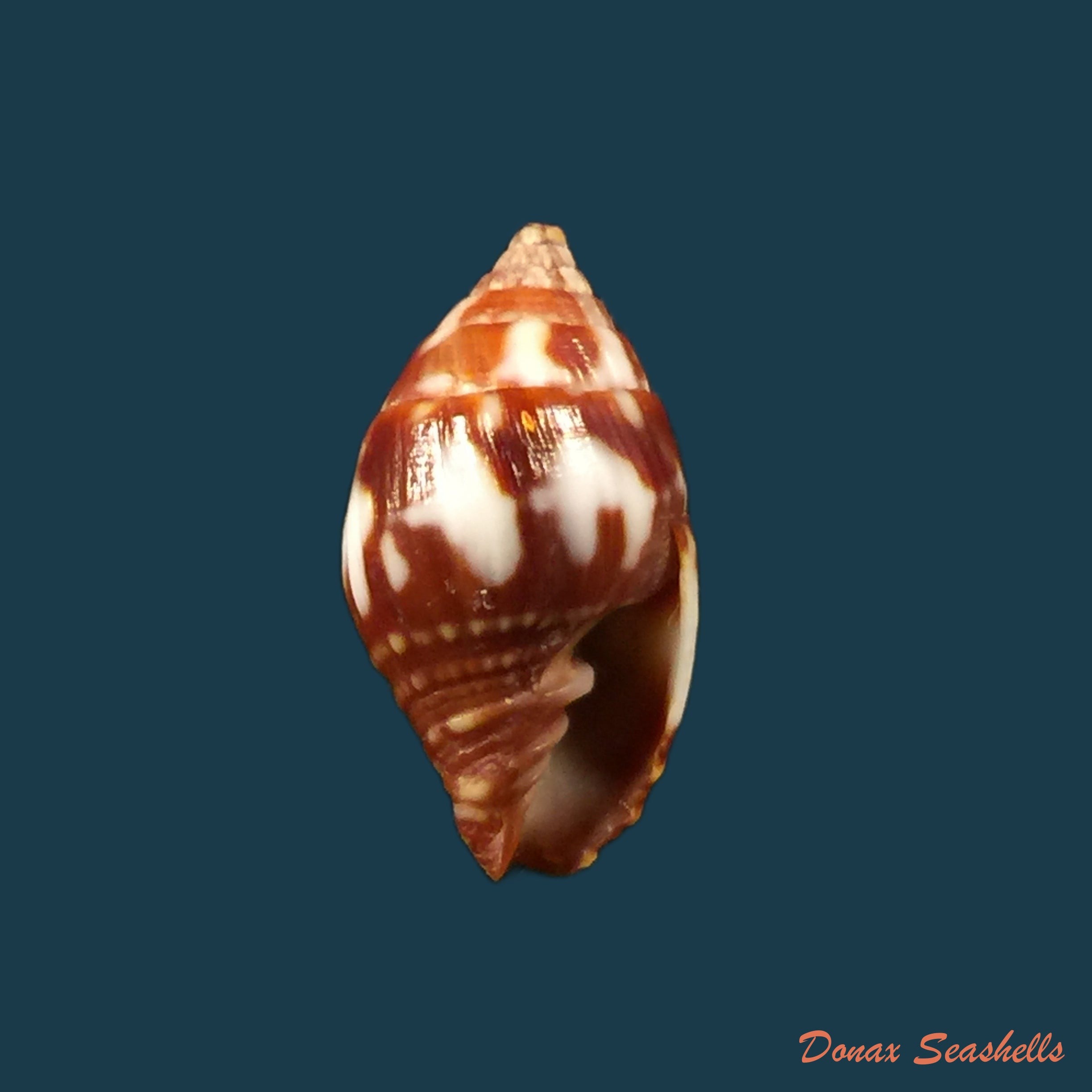 copia-de-vexillum-pardalis-kuster-1840-15-12mm
