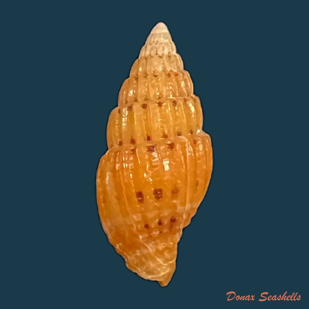 copia-de-vexillum-pulchellum-reeve-1844-18-5mm