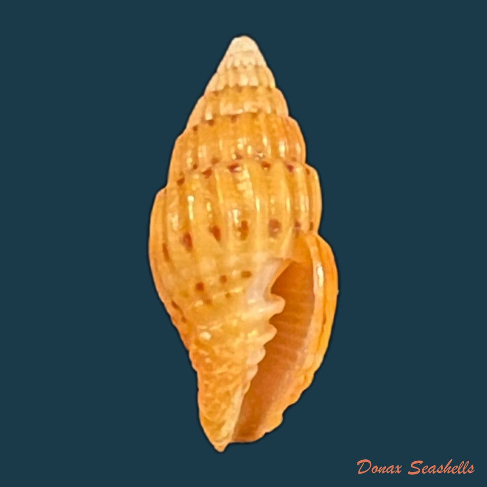 copia-de-vexillum-pulchellum-reeve-1844-18-5mm