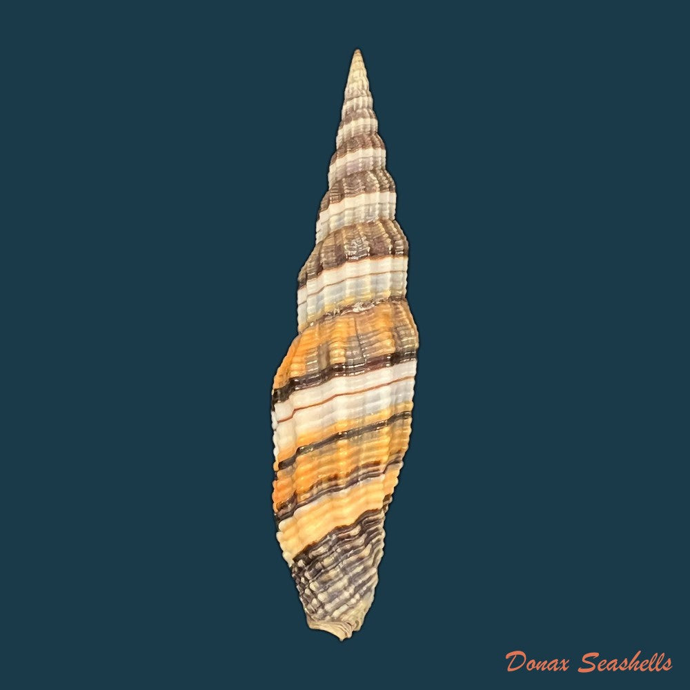 copia-de-vexillum-tulearense-t-cossignani-2021-73-6mm-1