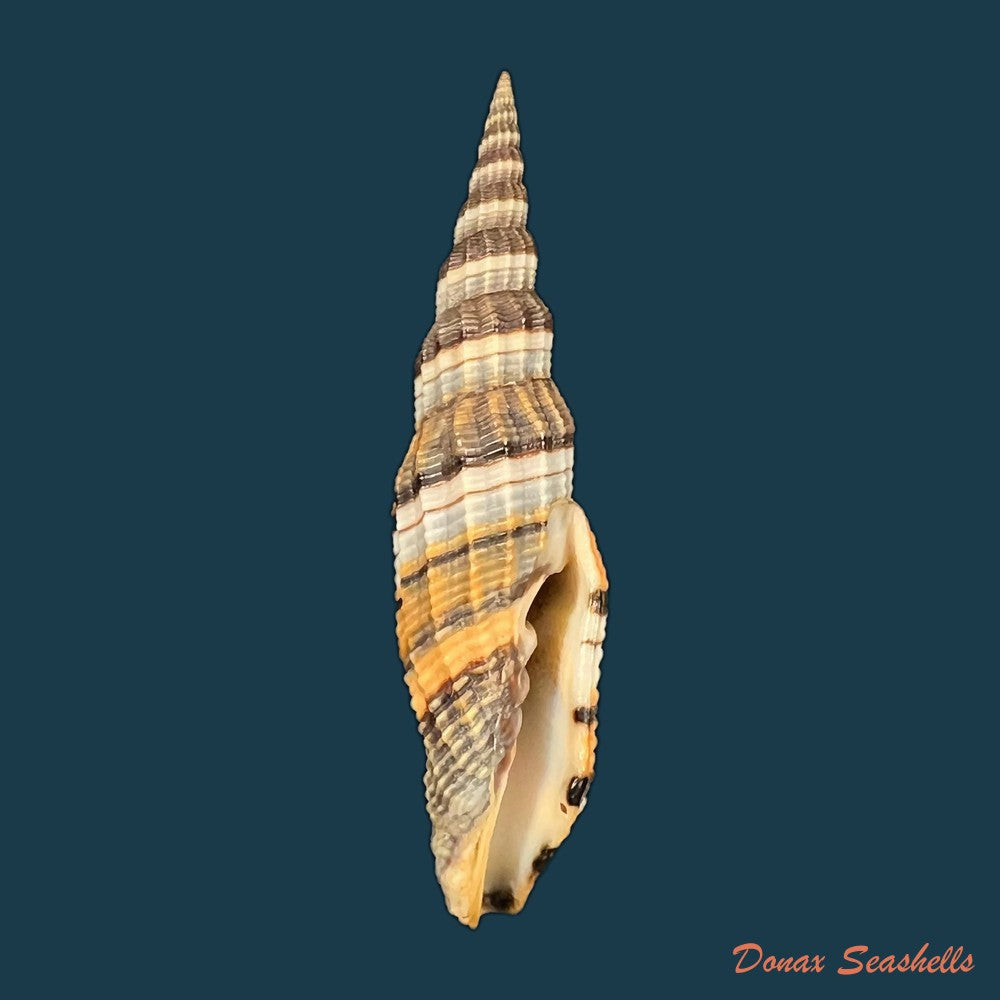 copia-de-vexillum-tulearense-t-cossignani-2021-73-6mm-1