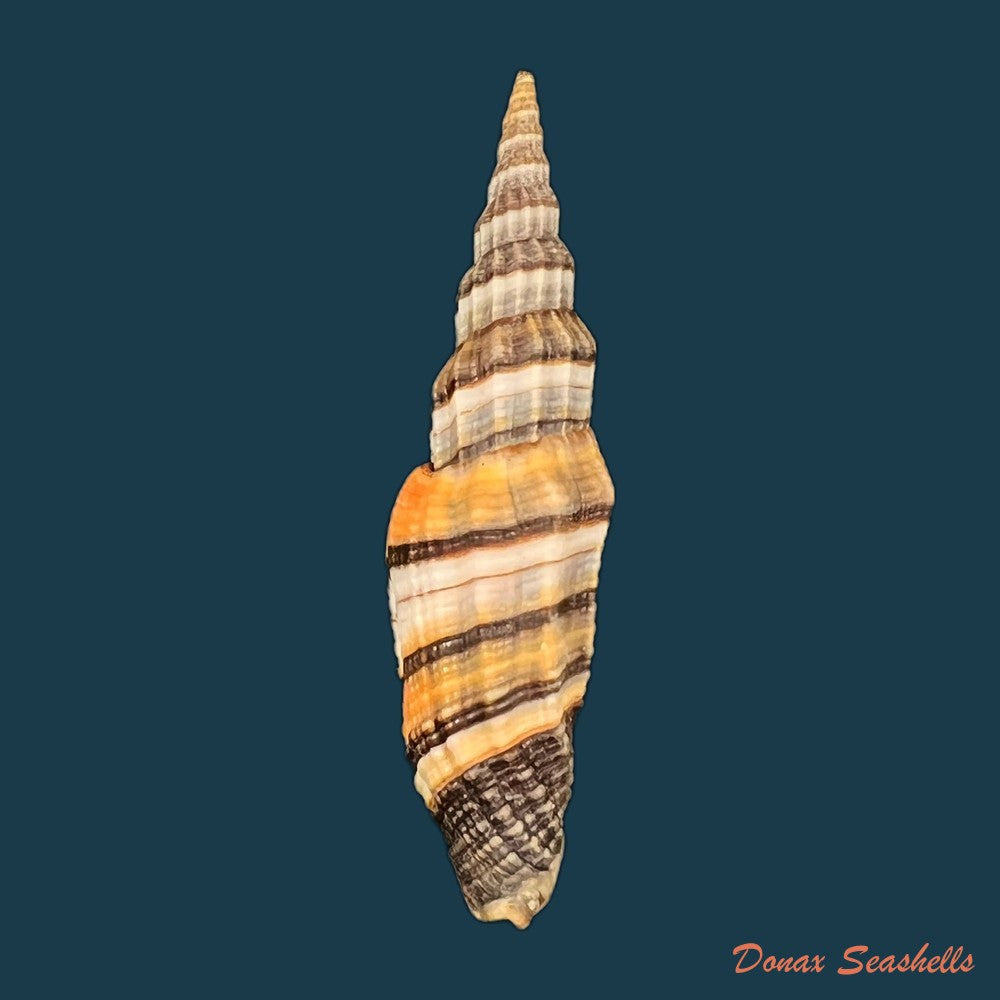 copia-de-vexillum-tulearense-t-cossignani-2021-76-6mm