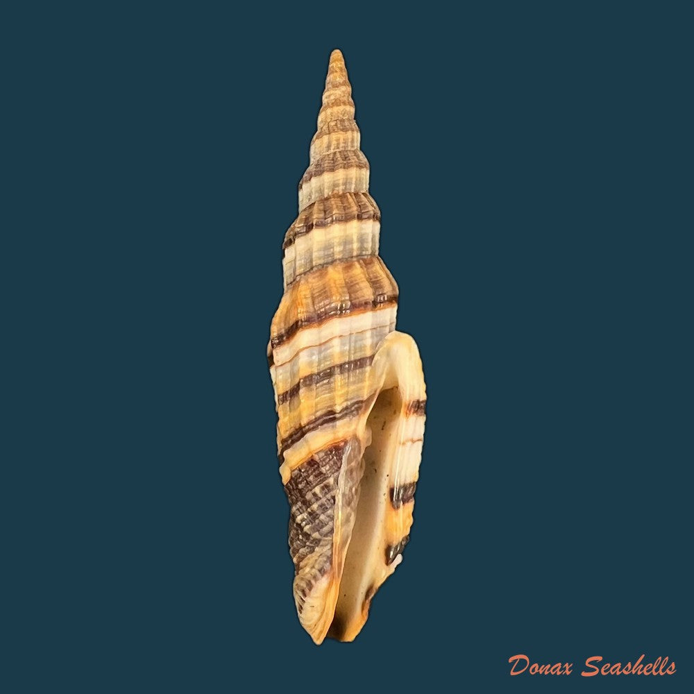 copia-de-vexillum-tulearense-t-cossignani-2021-76-6mm