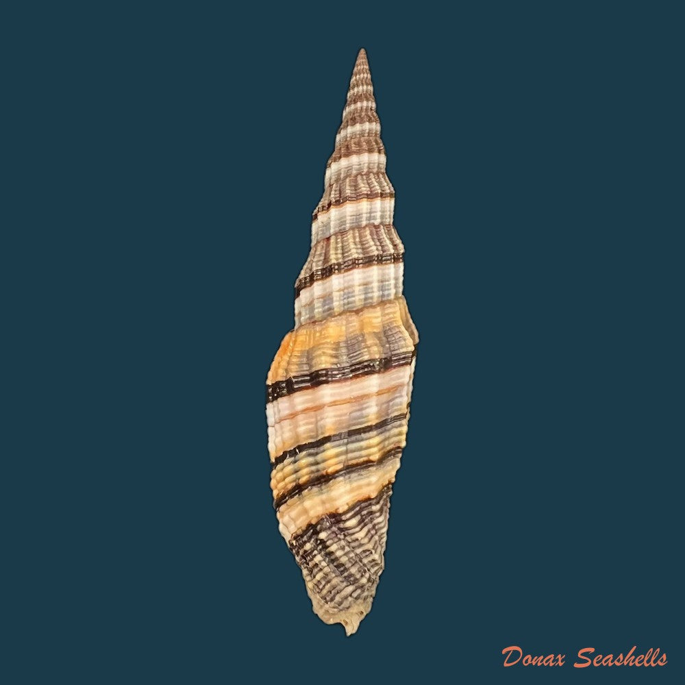 copia-de-vexillum-tulearense-t-cossignani-2021-77-2mm