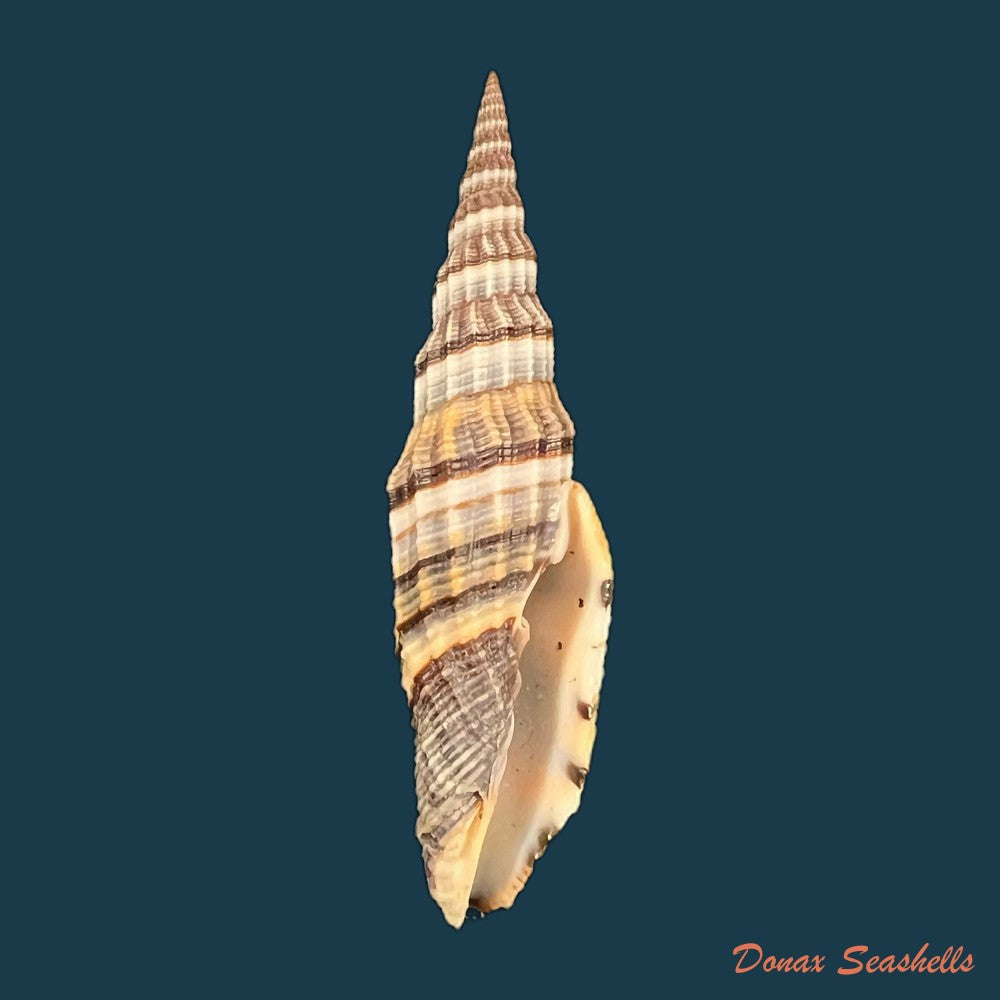 copia-de-vexillum-tulearense-t-cossignani-2021-77-2mm