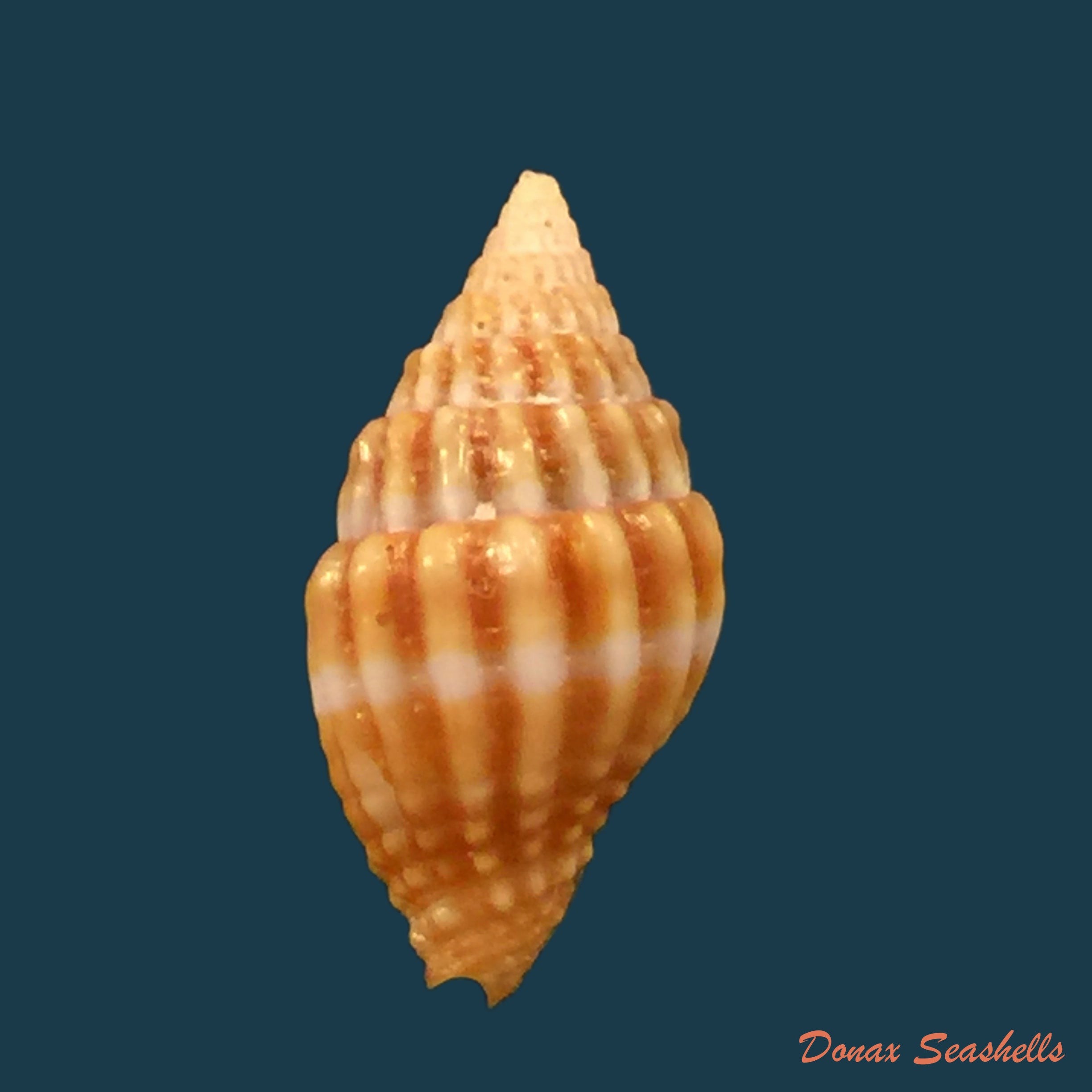 copia-de-vexillum-unifasciale-lamarck-1811-18-2mm