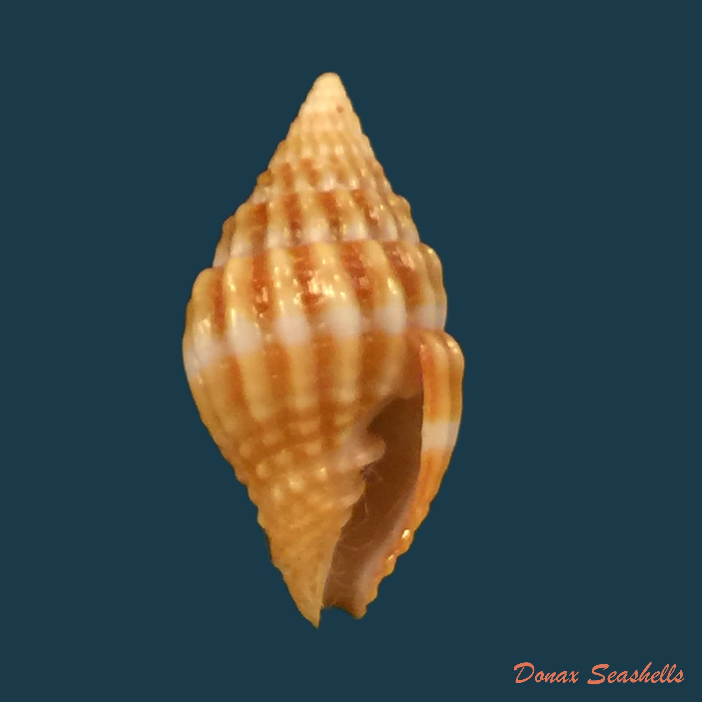 copia-de-vexillum-unifasciale-lamarck-1811-18-2mm