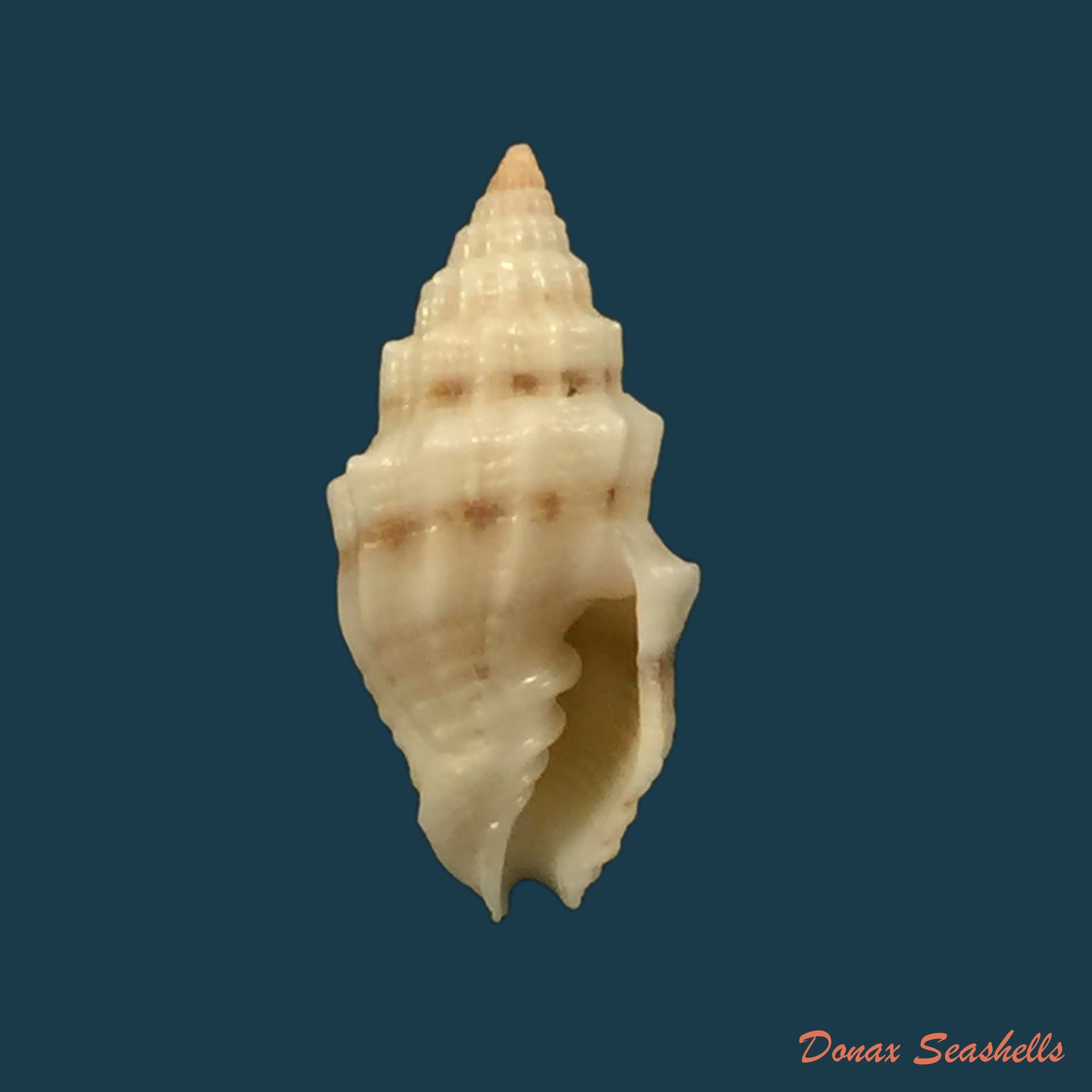 copia-de-vexillum-unifasciale-lamarck-1811-18-7mm