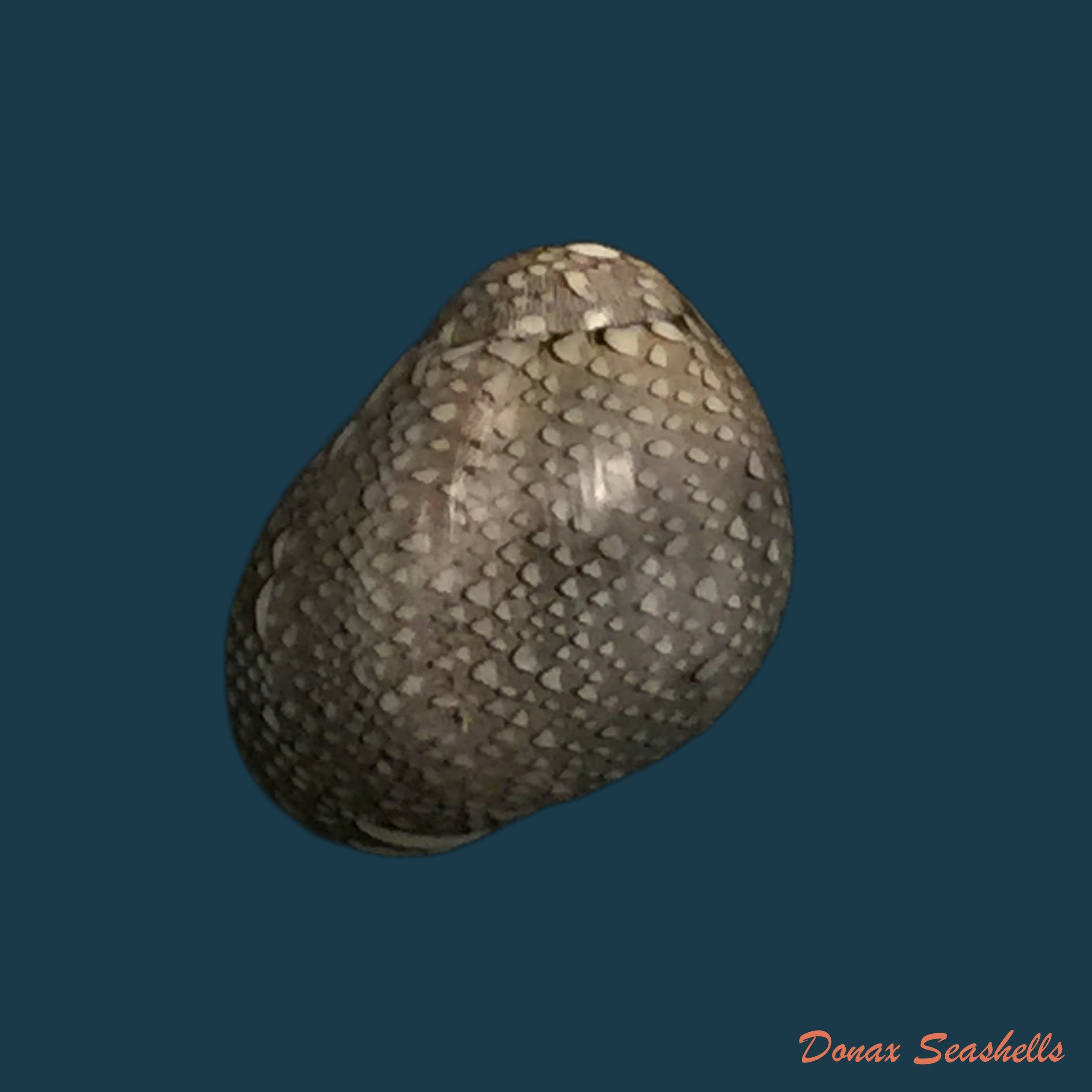 copia-de-vitta-virginea-linnaeus-1758-15-1mm