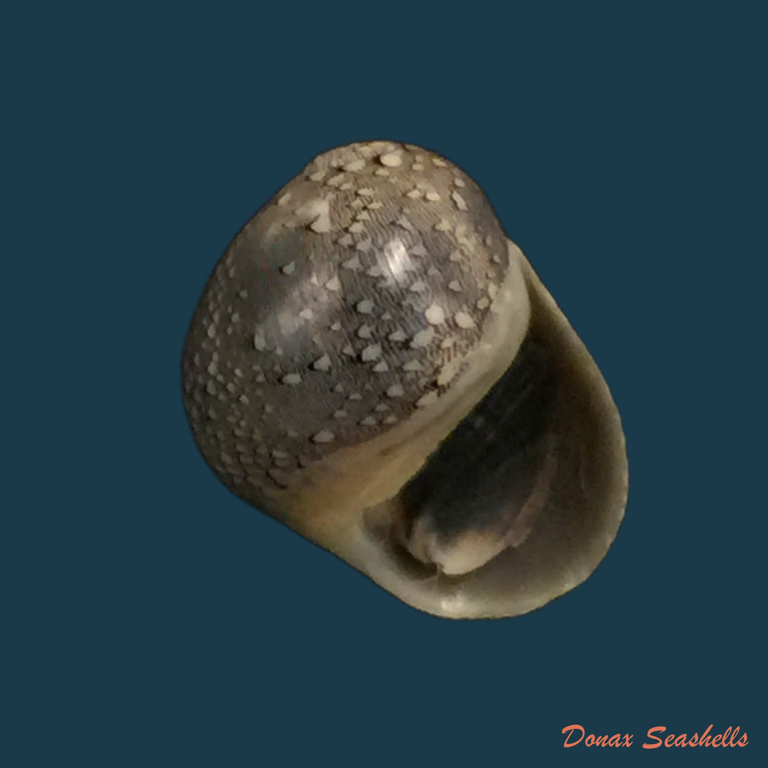 copia-de-vitta-virginea-linnaeus-1758-15-1mm