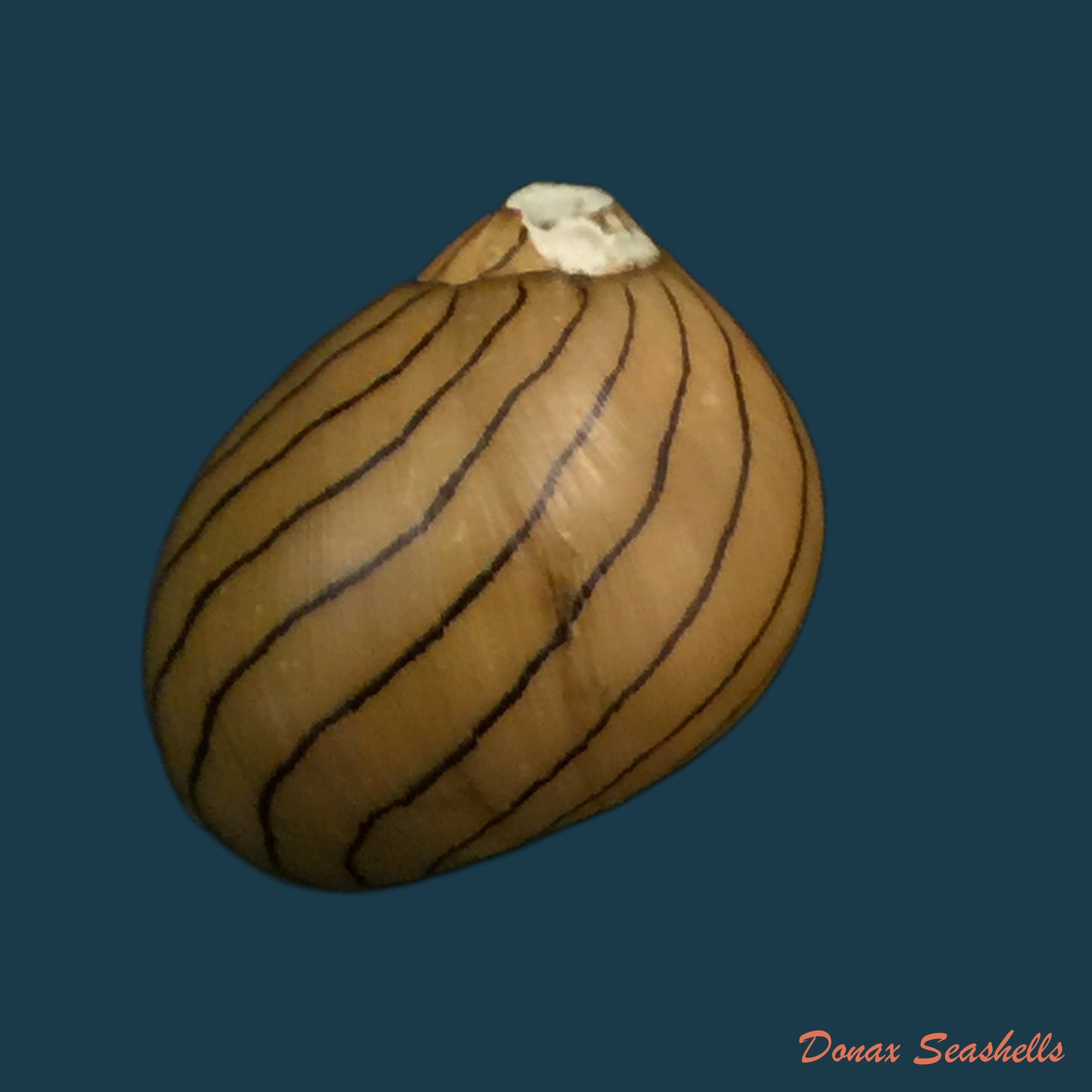 copia-de-vitta-virginea-linnaeus-1758-15-8mm