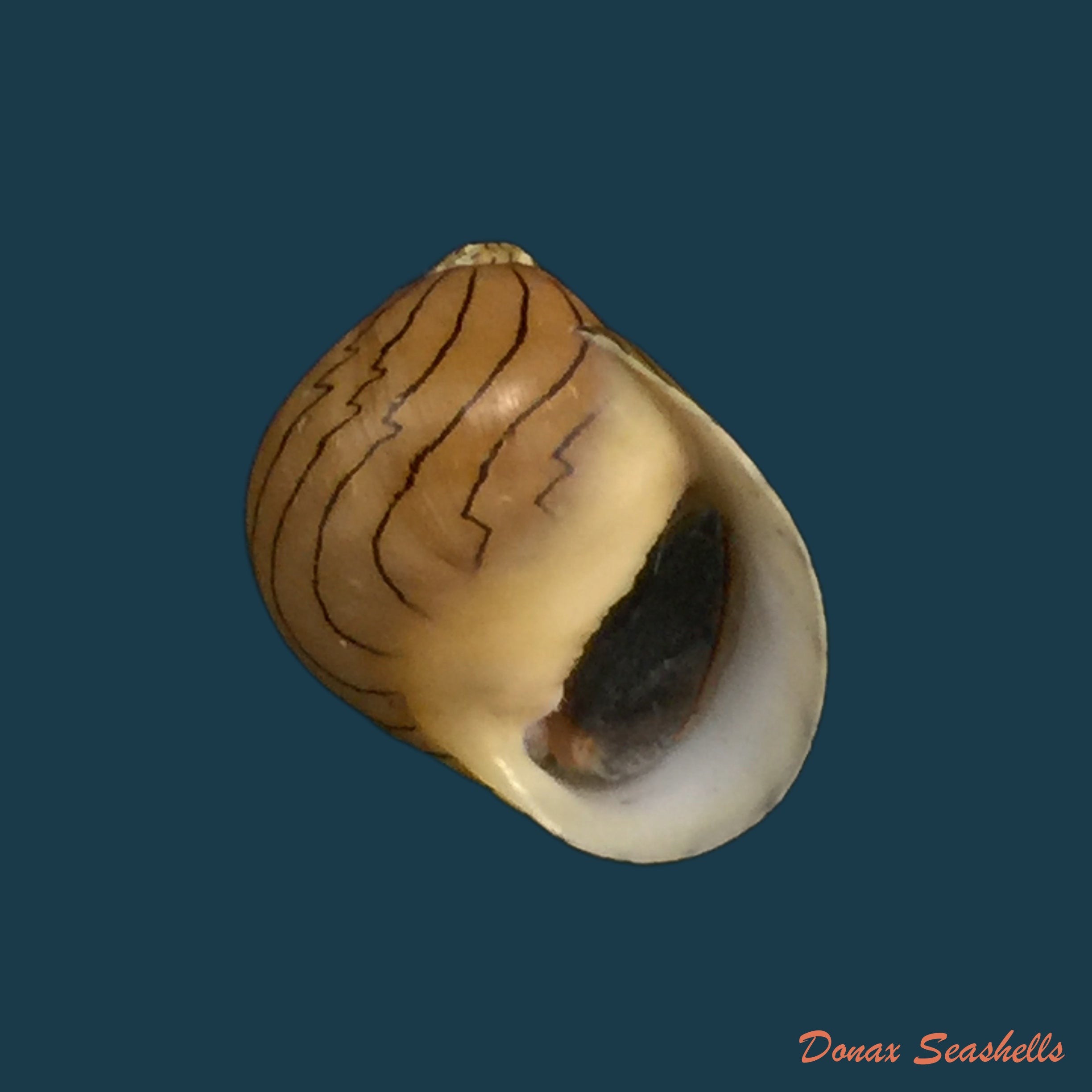 copia-de-vitta-virginea-linnaeus-1758-15-8mm