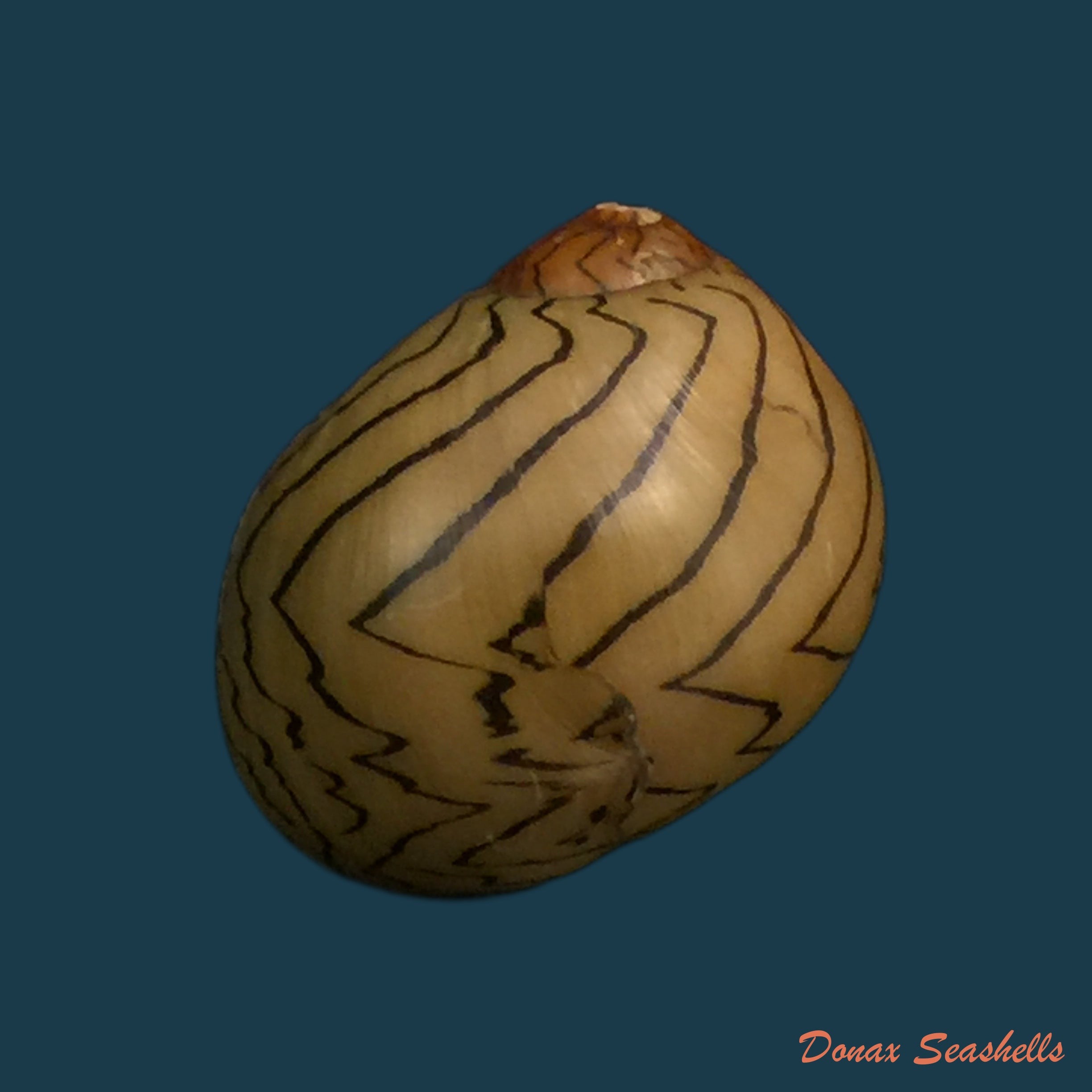 copia-de-vitta-zebra-bruguiere-1792-21-4mm