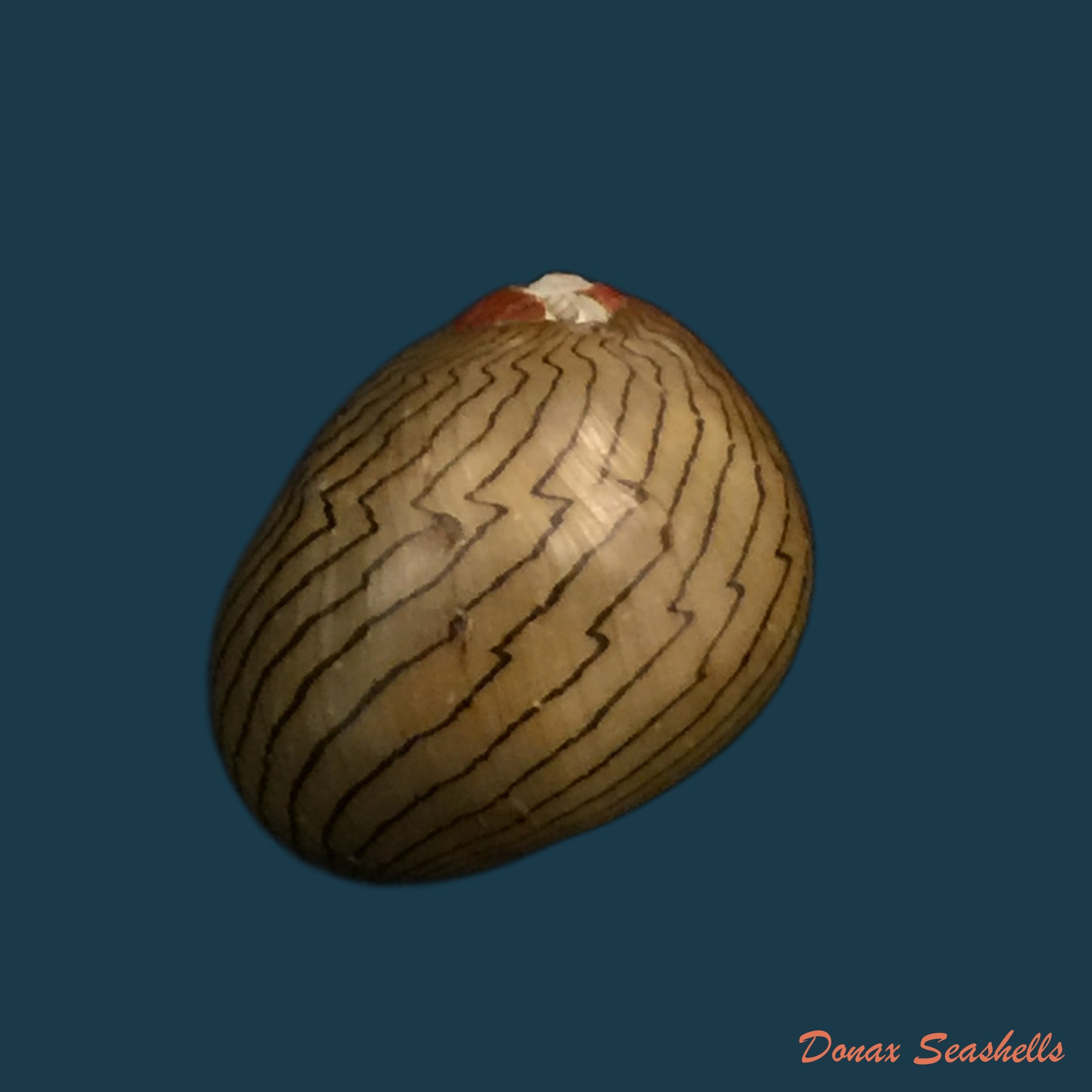 copia-de-vitta-zebra-bruguiere-1792-24-3mm