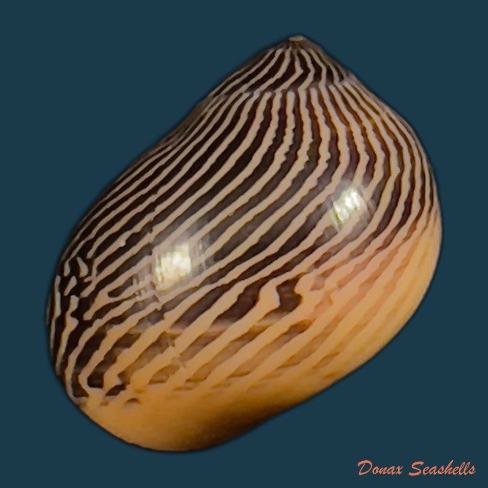 copia-de-vittina-waigiensis-lesson-1831-14-9mm-1
