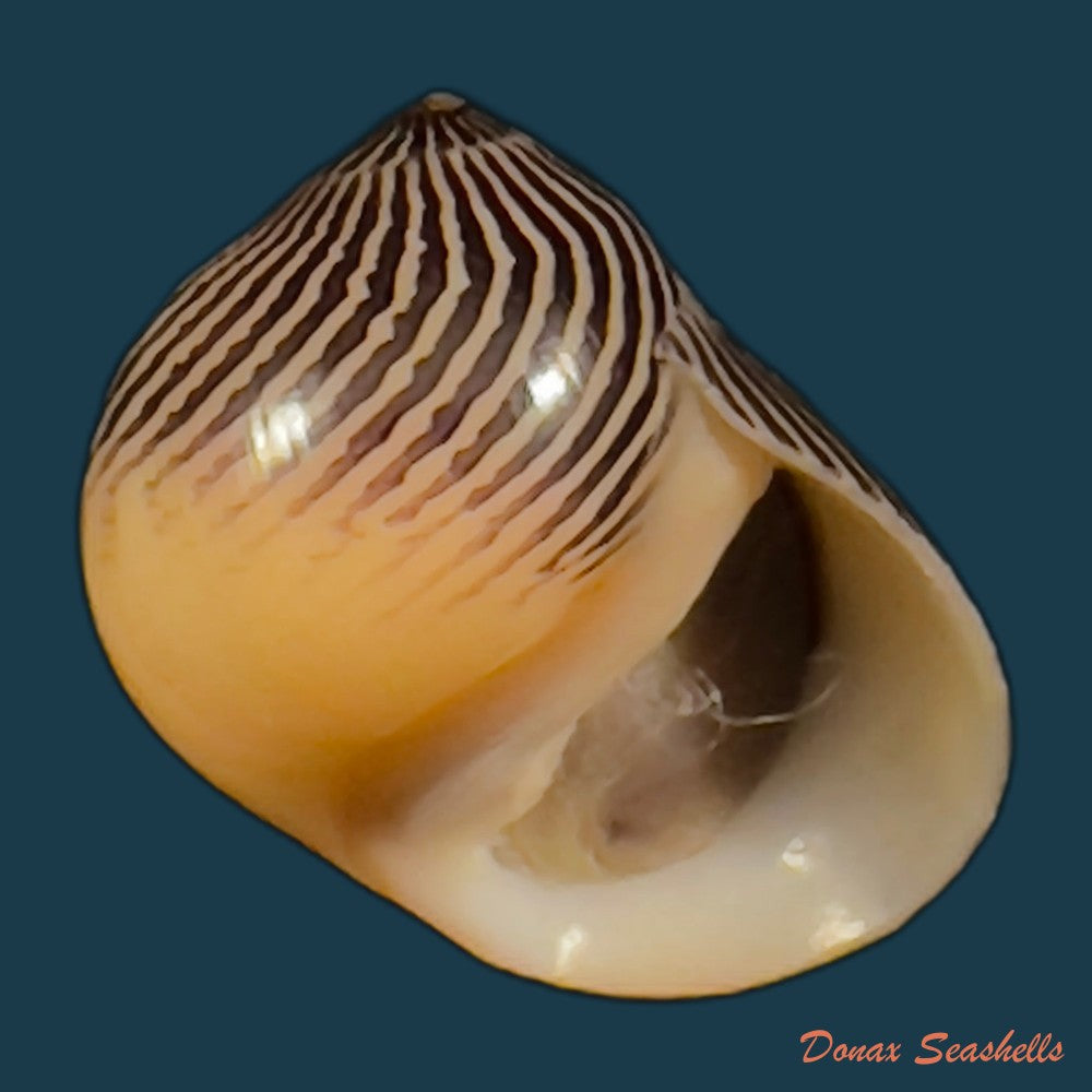 copia-de-vittina-waigiensis-lesson-1831-14-9mm-1