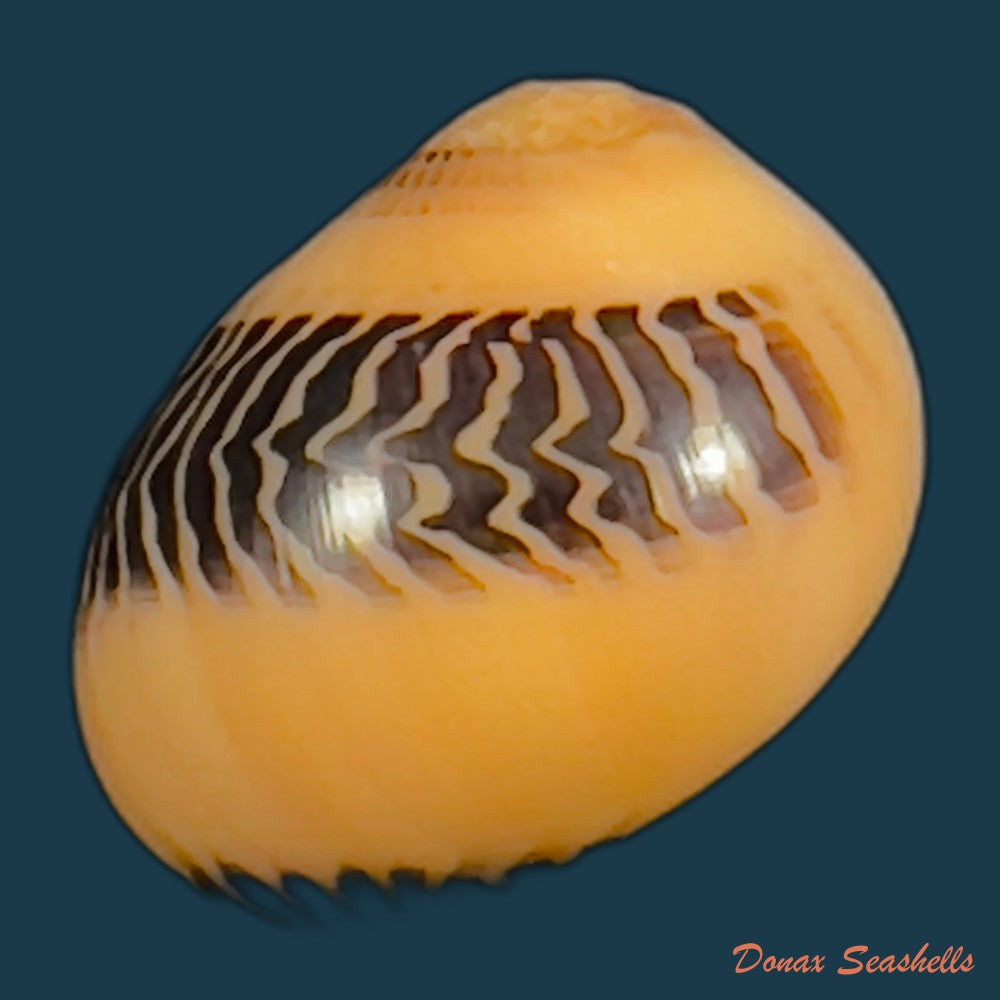 copia-de-vittina-waigiensis-lesson-1831-15-3mm