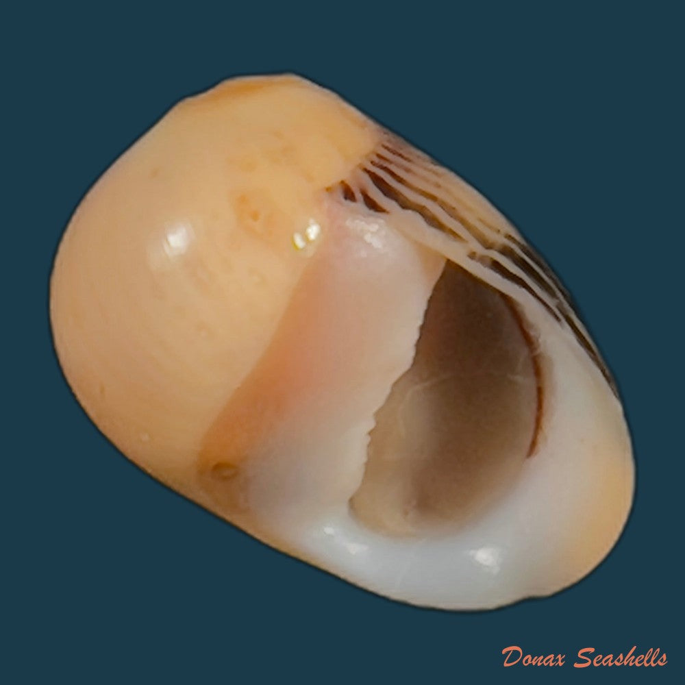 copia-de-vittina-waigiensis-lesson-1831-15-3mm