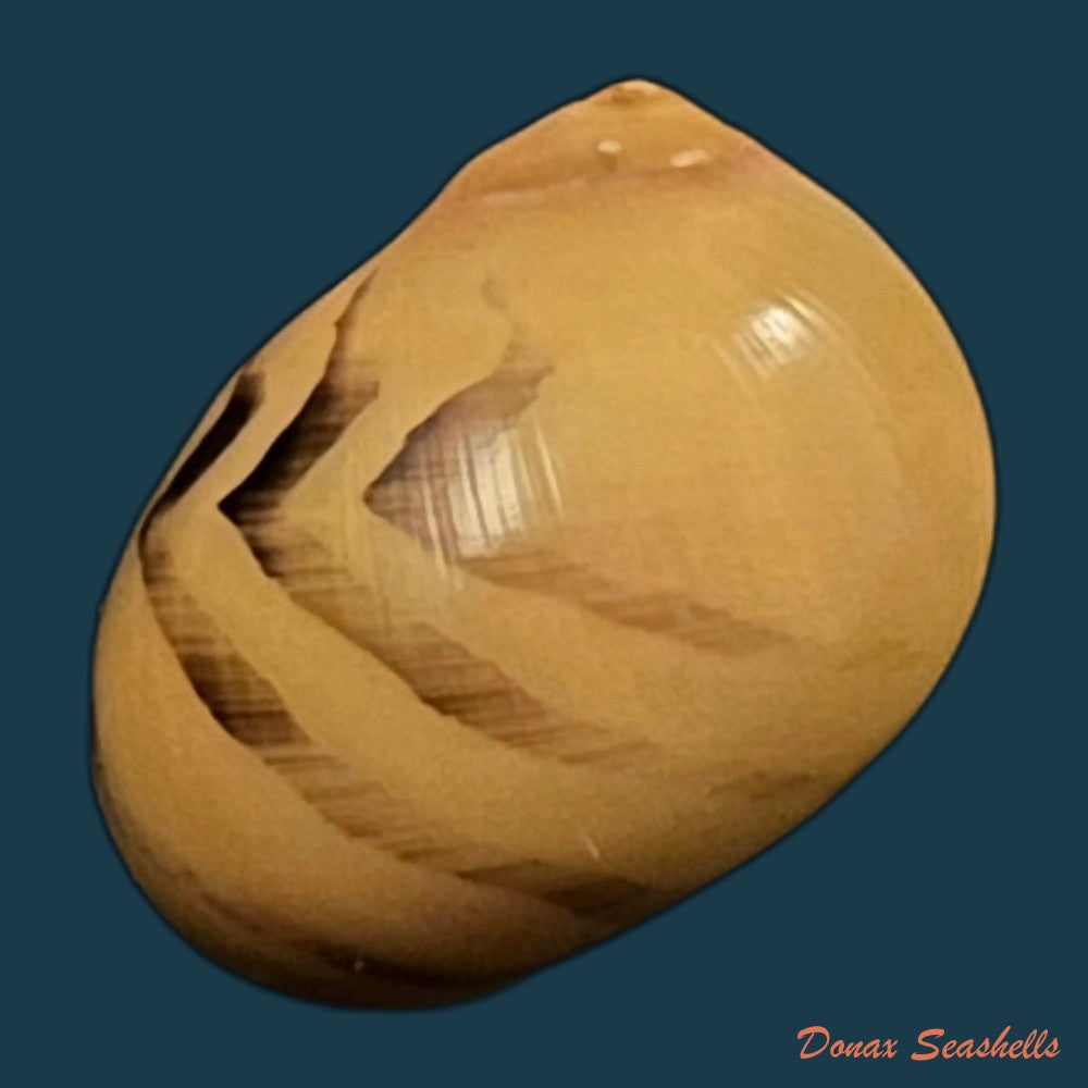 copia-de-vittina-waigiensis-lesson-1831-16-5mm