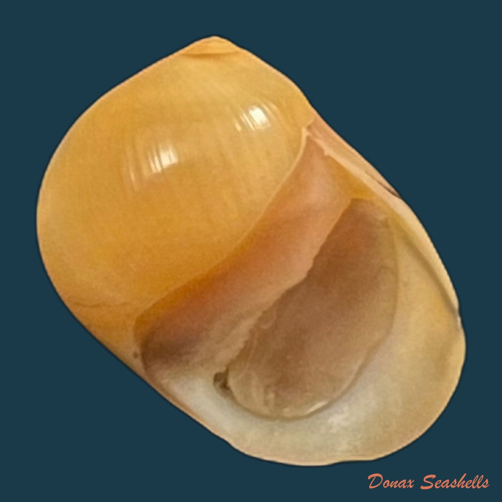 copia-de-vittina-waigiensis-lesson-1831-16-5mm