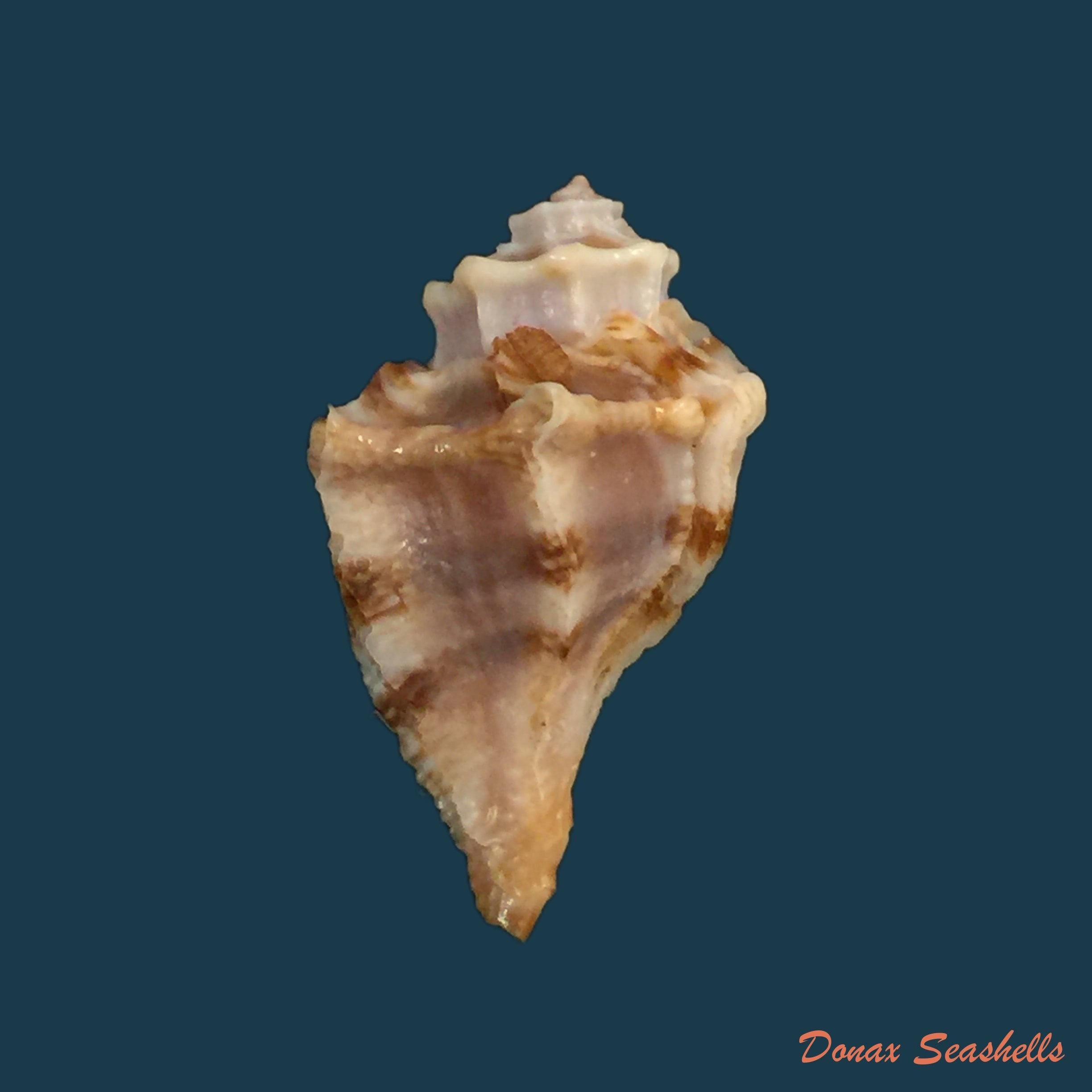 copia-de-vitularia-salebrosa-p-p-king-1832-28mm-1