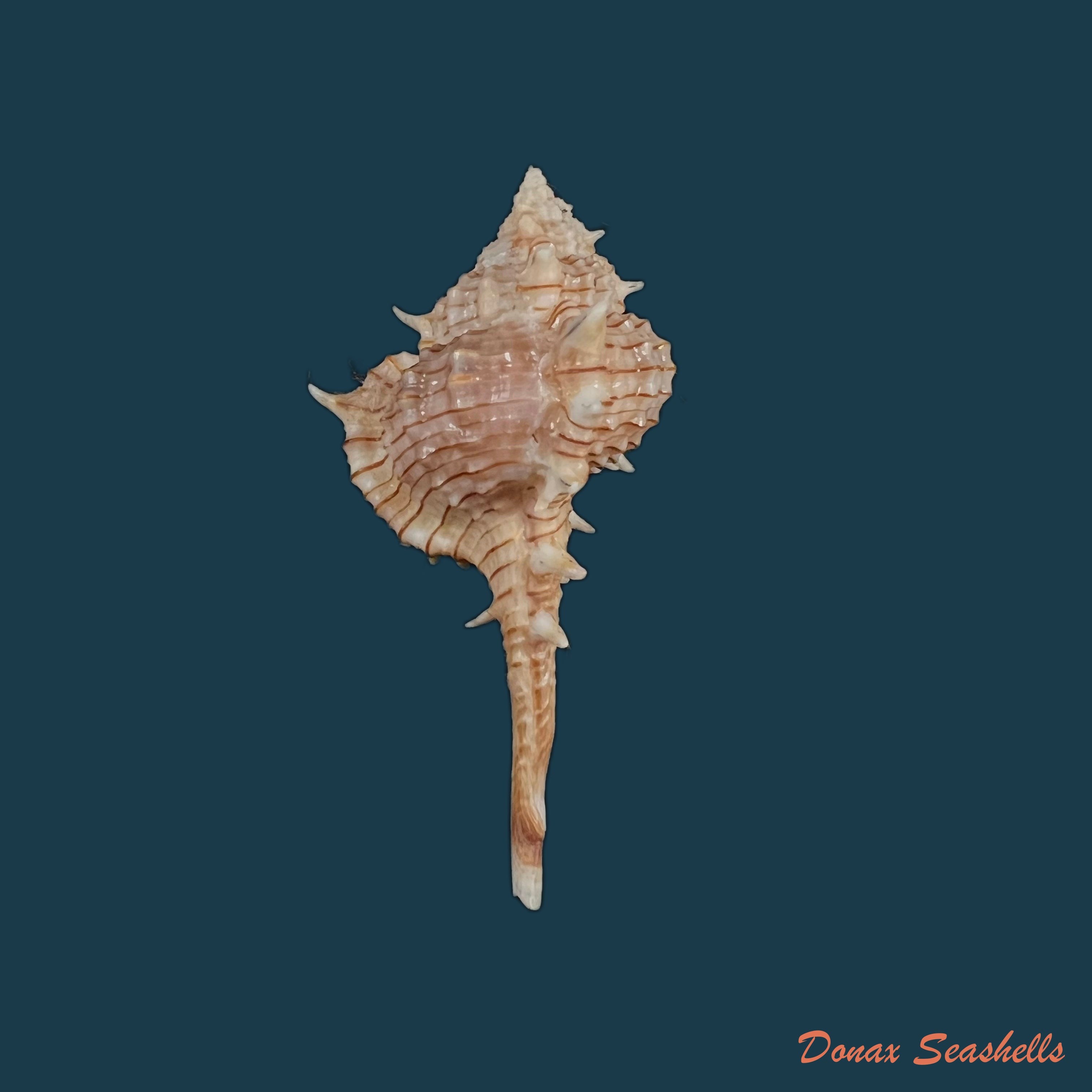 copia-de-vokesimurex-dolichourus-ponder-vokes-1988-67mm