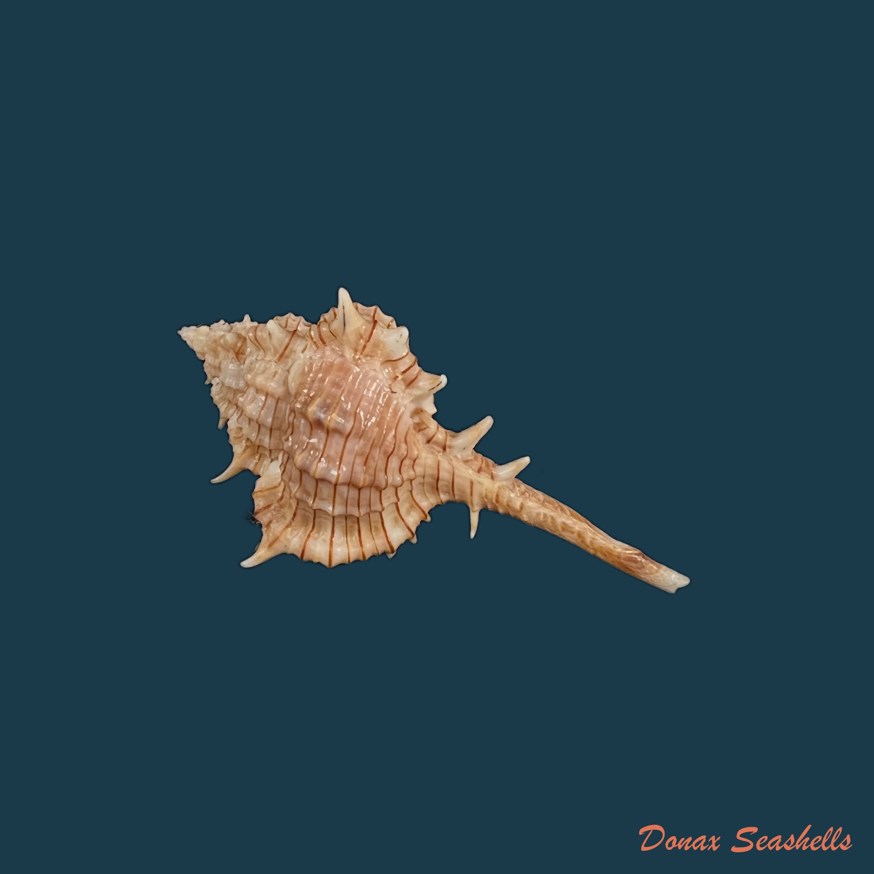 copia-de-vokesimurex-dolichourus-ponder-vokes-1988-67mm