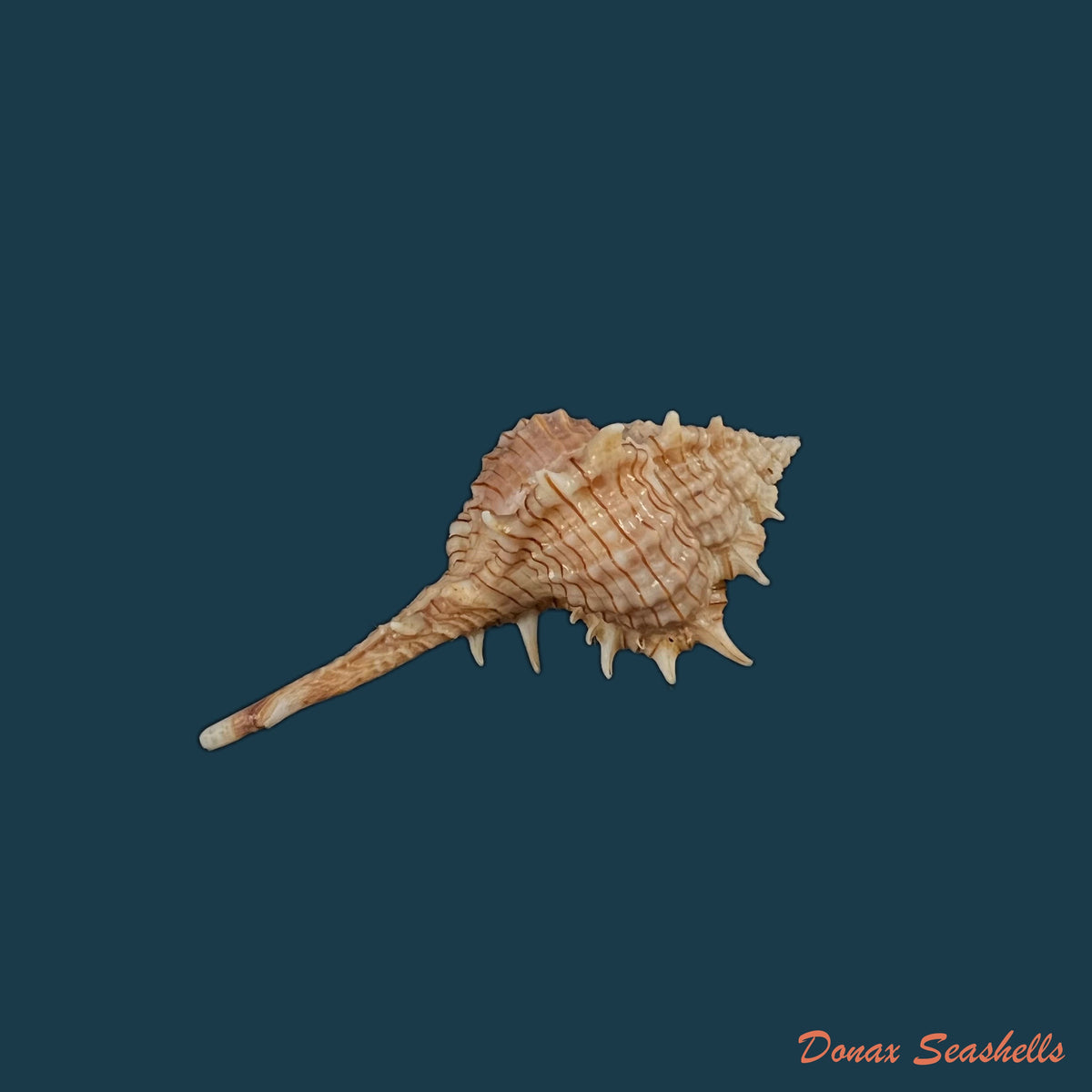 copia-de-vokesimurex-dolichourus-ponder-vokes-1988-67mm