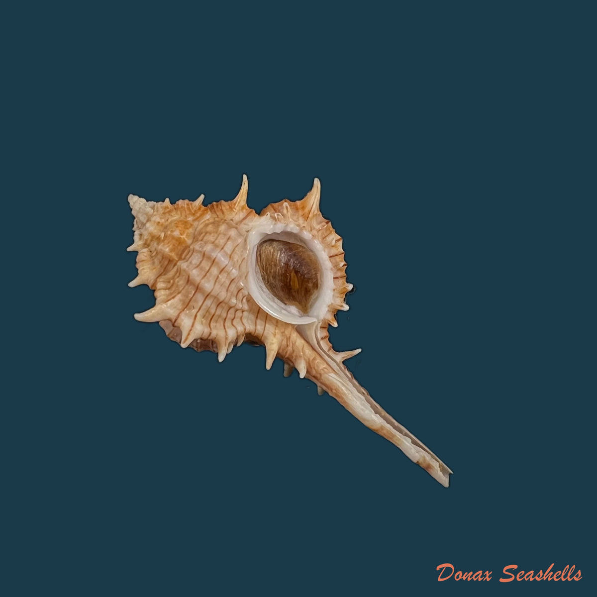 copia-de-vokesimurex-dolichourus-ponder-vokes-1988-67mm