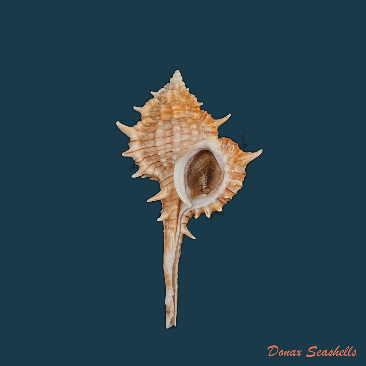copia-de-vokesimurex-dolichourus-ponder-vokes-1988-67mm